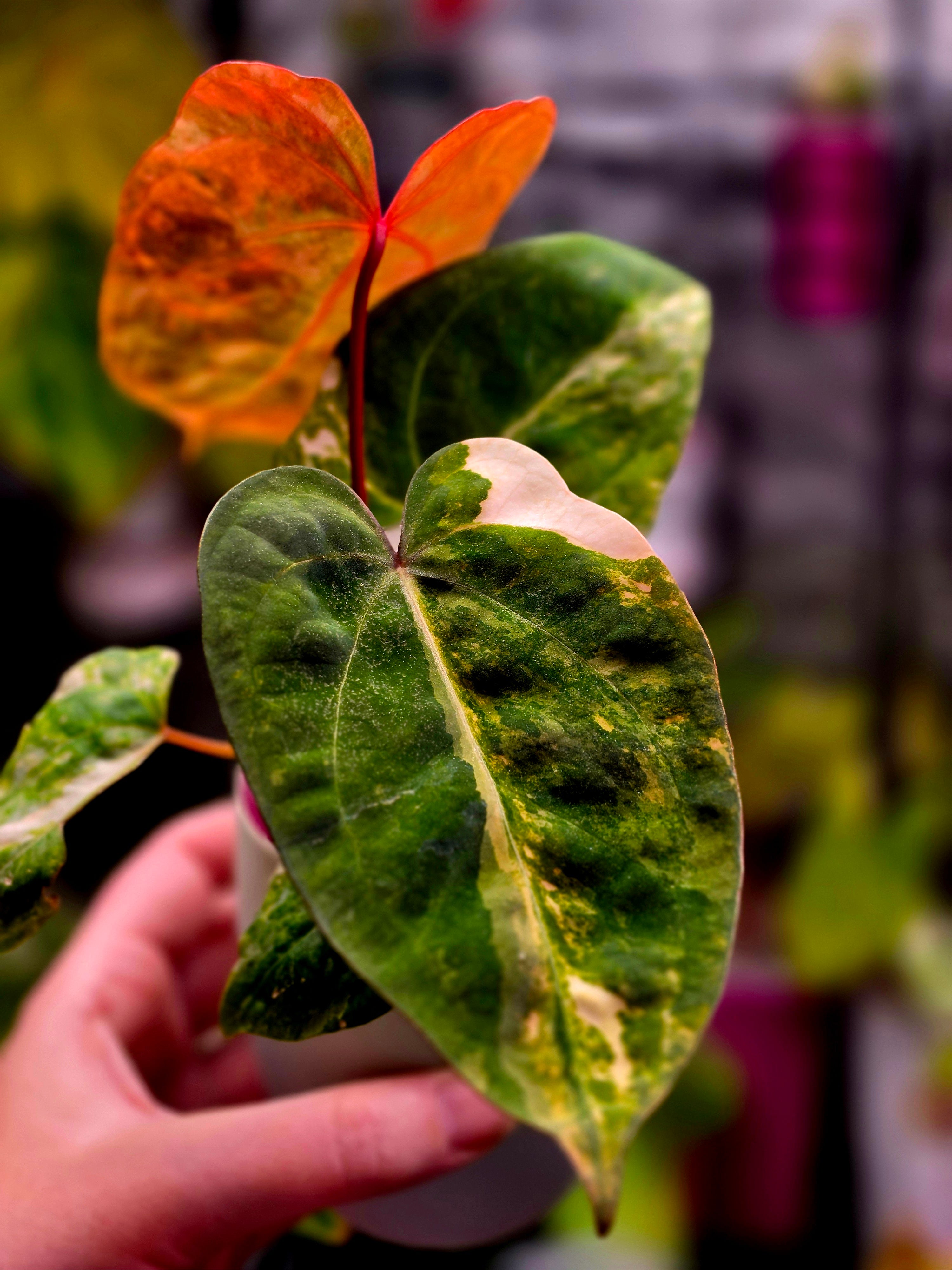 Anthurium Dressleri × X-Ray Mutated | Velvet Collector Hybrid