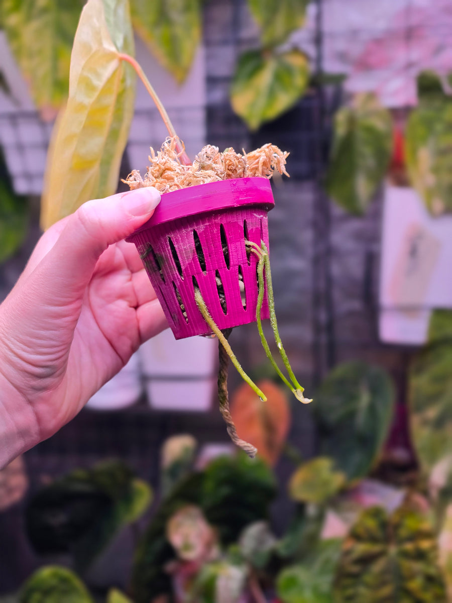 Anthurium Papillilaminum × RVDP | Neon Variegated Clone, 1 Leaf