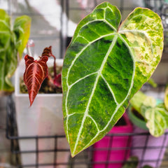 Anthurium (Red Crystallinum × Self) × Michelle | Variegated Top Cut Collector Plant