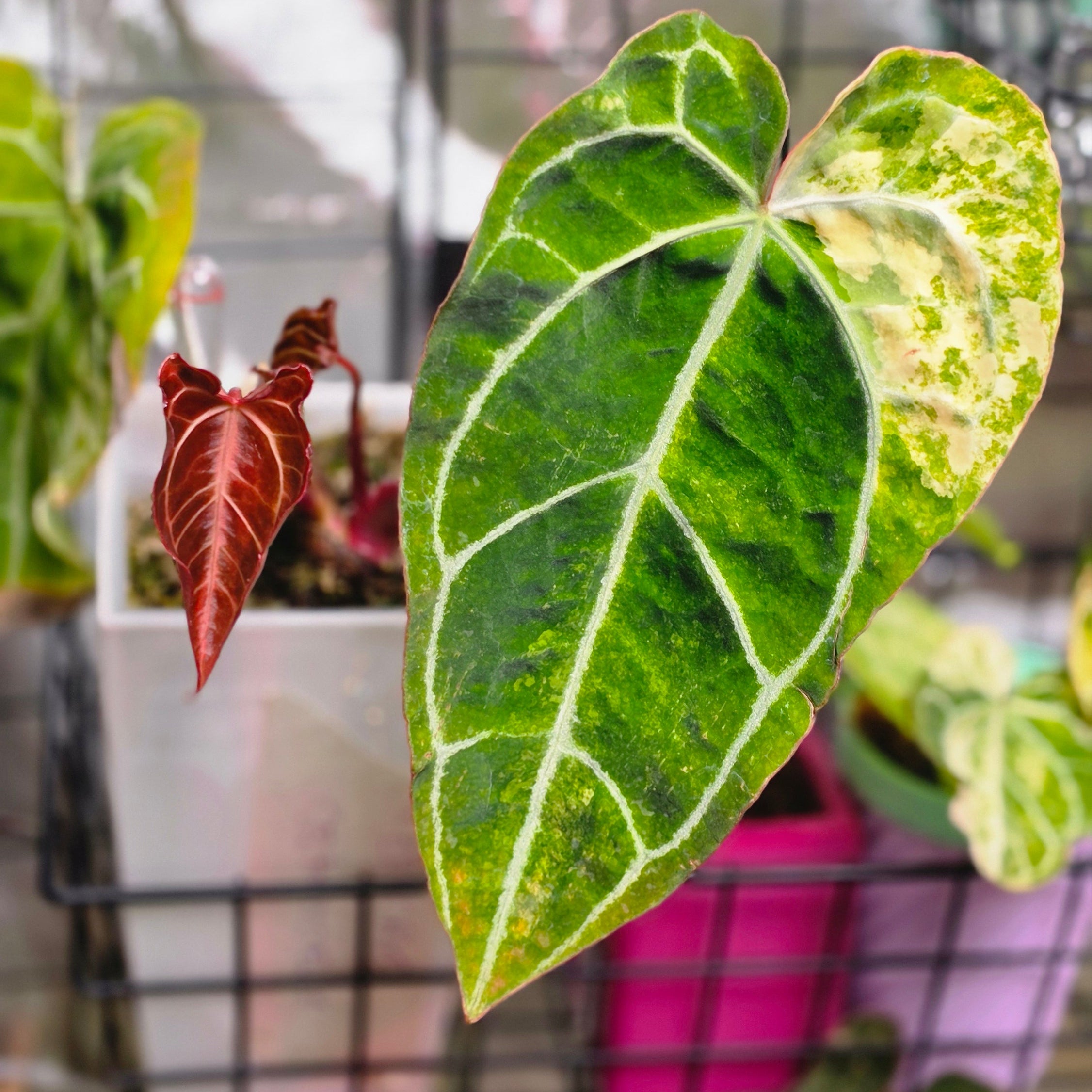 Anthurium (Red Crystallinum × Self) × Michelle | Variegated Top Cut Collector Plant