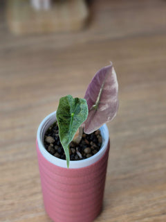 Alocasia Pink Polly Mutation | Rare Pink Variegated Collector Alocasia