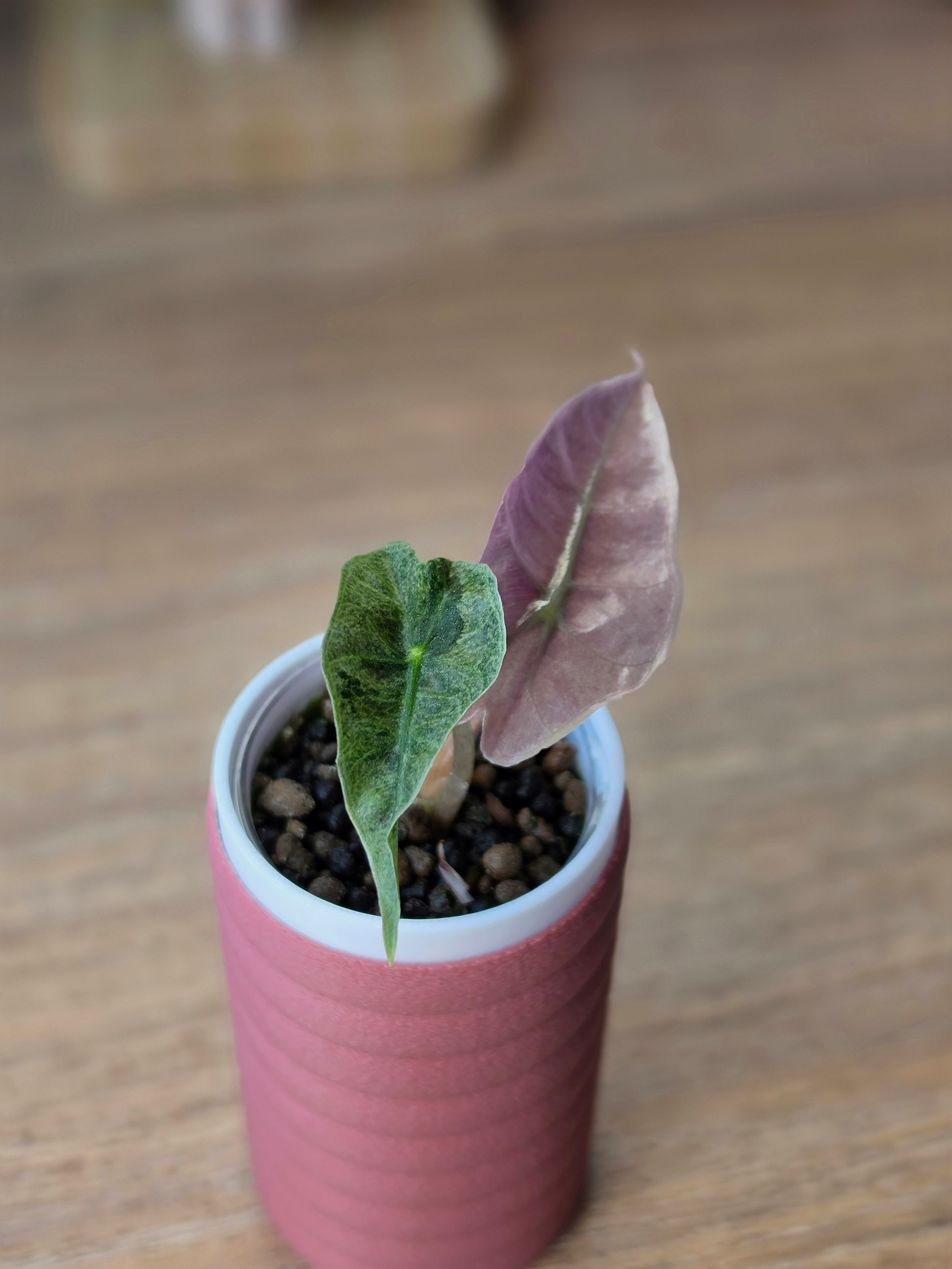 Alocasia Pink Polly Mutation | Rare Pink Variegated Collector Alocasia