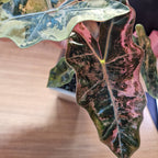 Alocasia Sanderiana pseudo pink corm