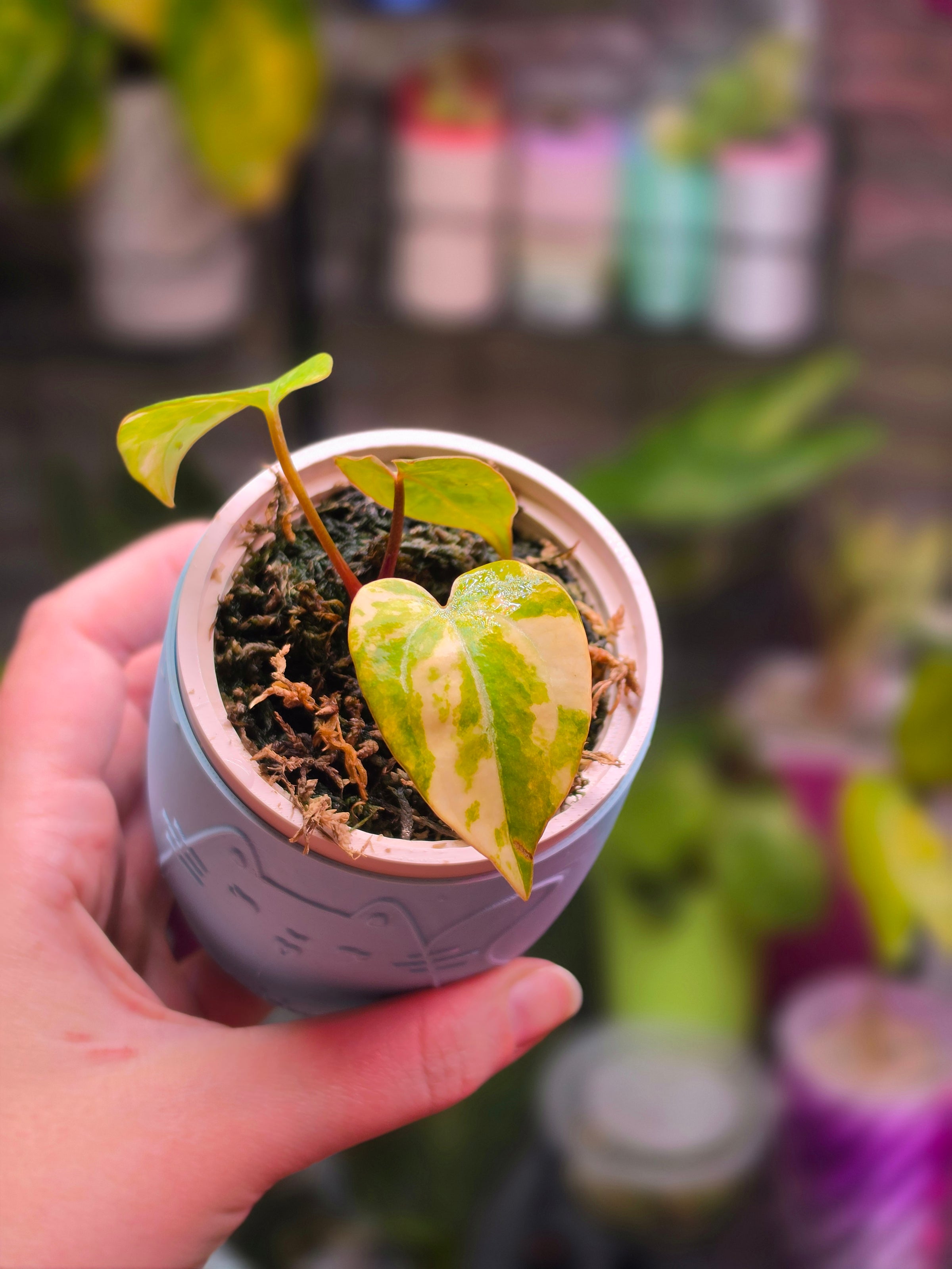 Anthurium (Magnificum × Magnificum) × Papillilaminum | Large Leaf Velvet Hybrid