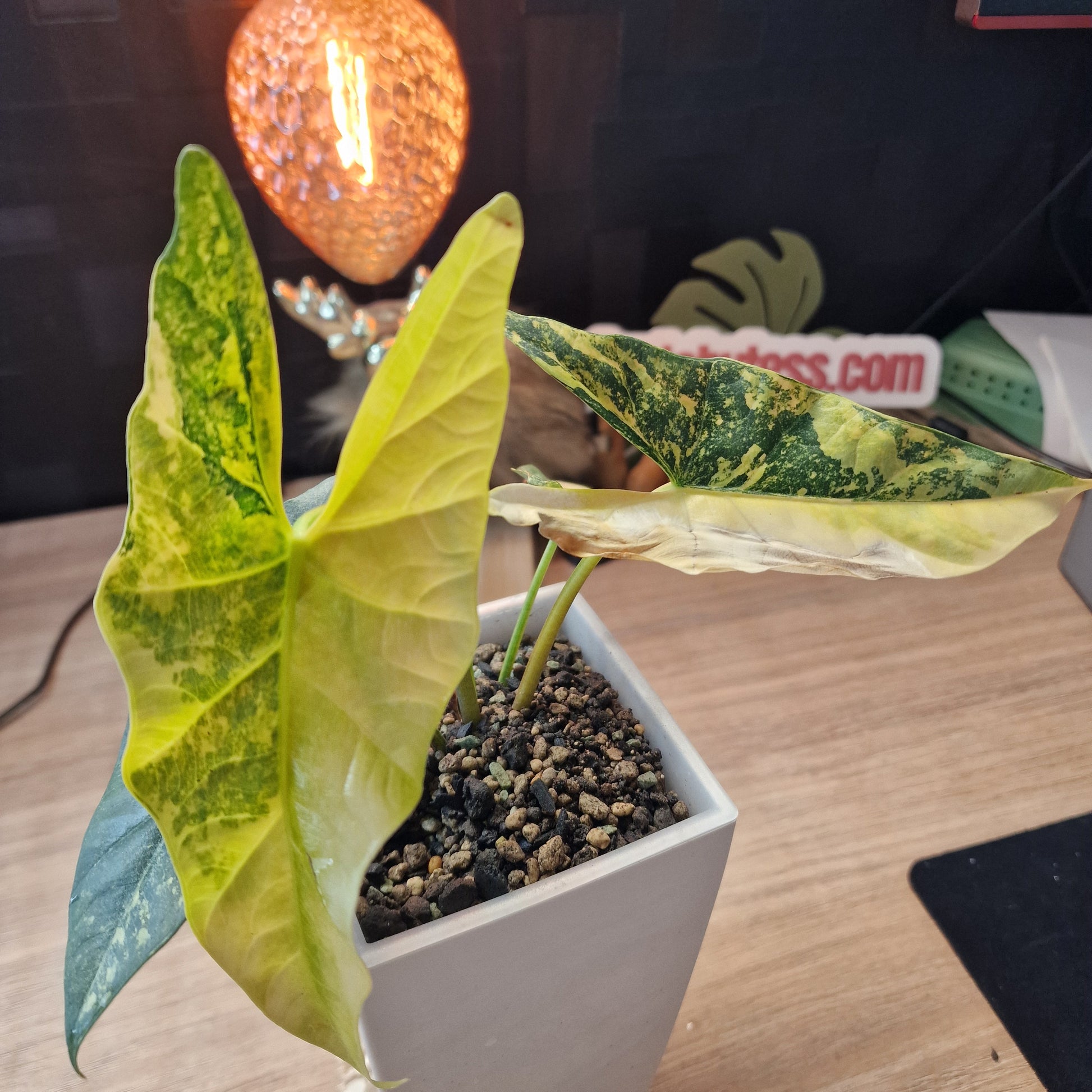 Alocasia Simpo aurea