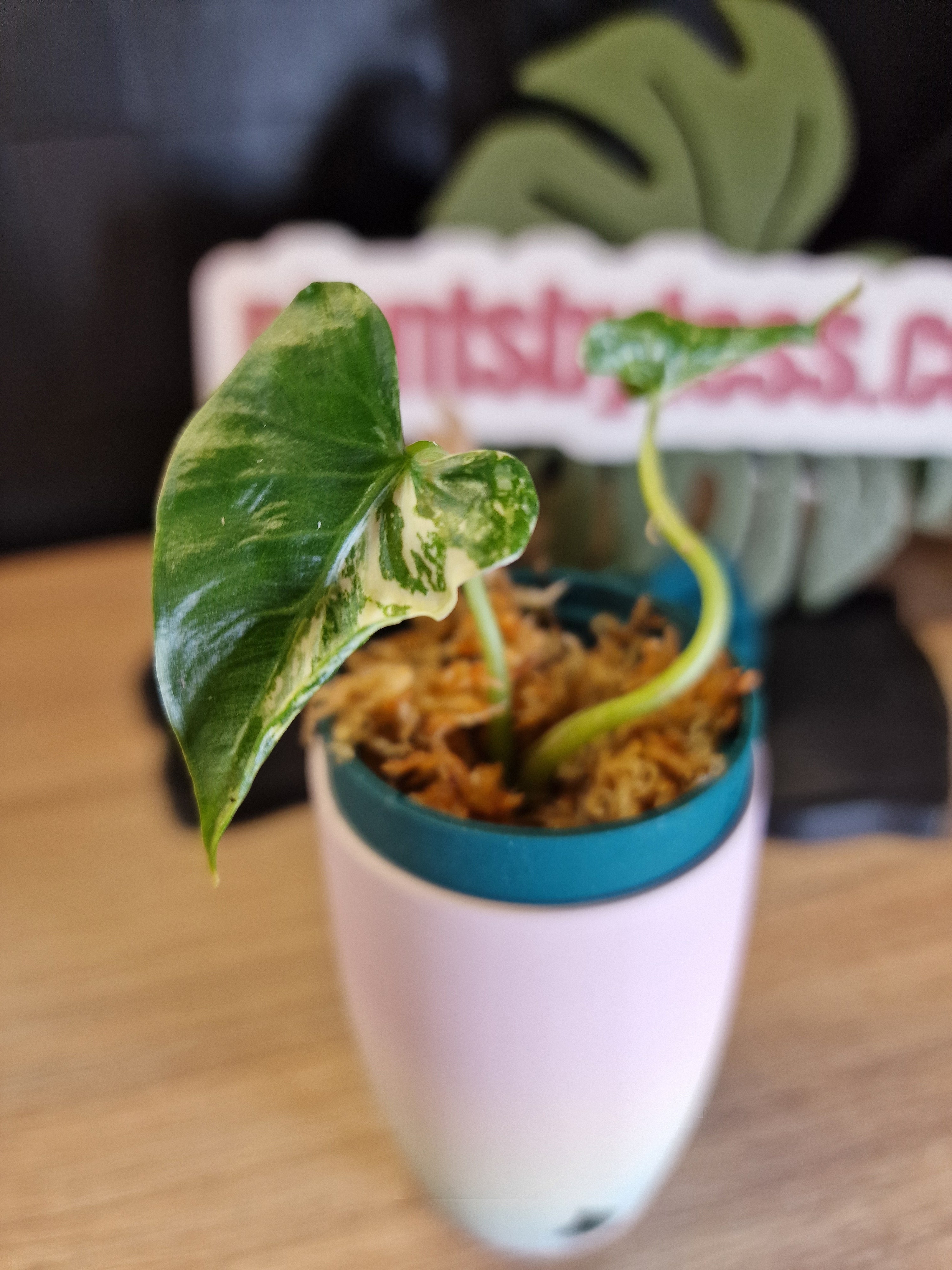 Alocasia Cucullata Crinkles albo #2