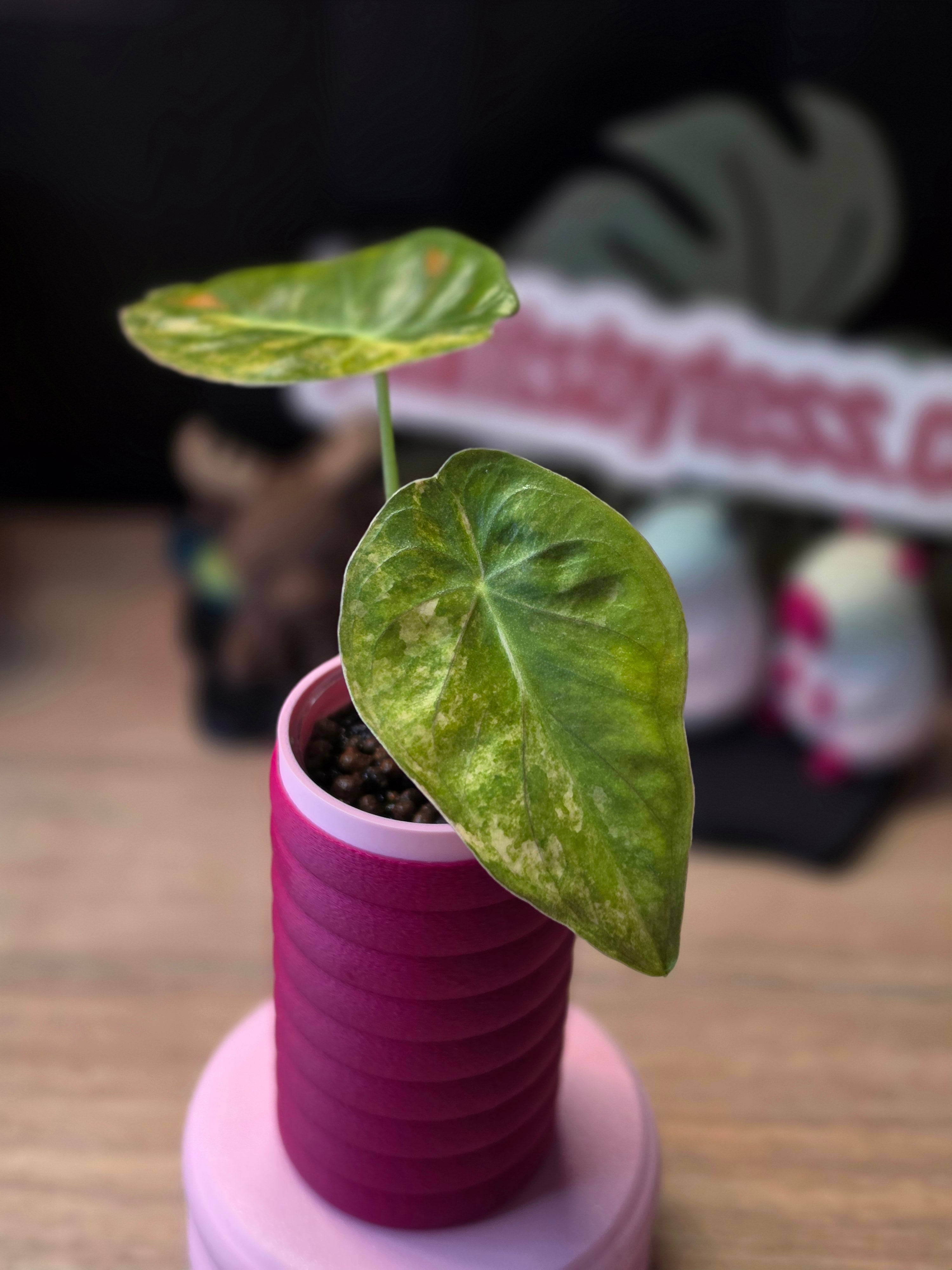 Alocasia Calidora × Pink Dragon × Longiloba | Pink Variegated Hybrid Collector Plant #3