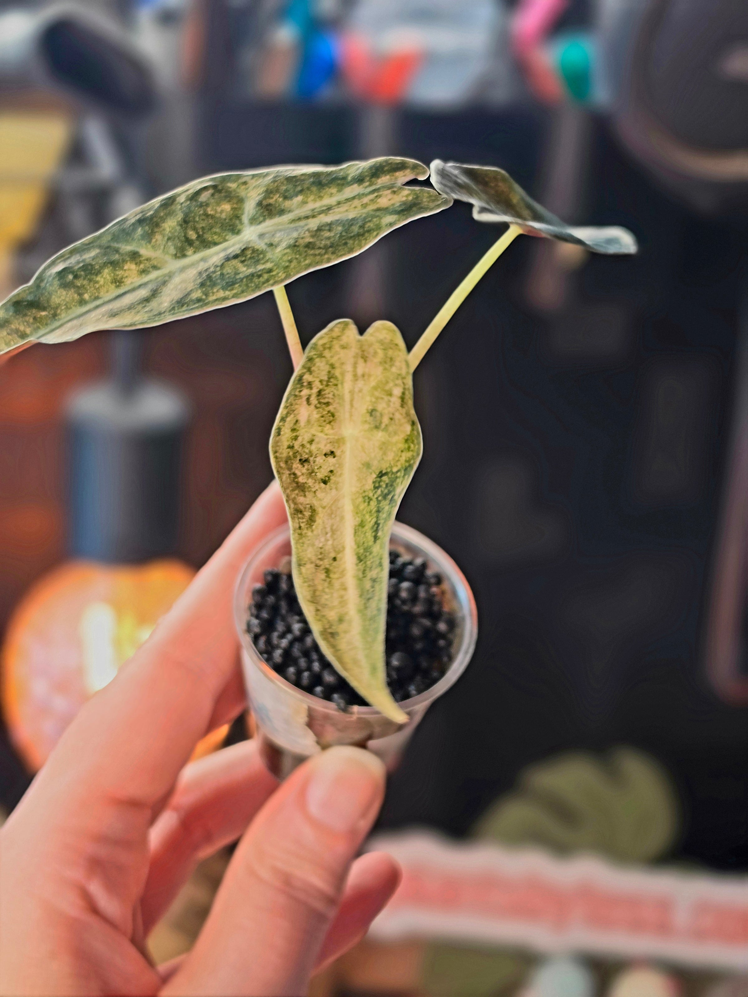 Alocasia Black Satun Stardust | Pink Variegated Dark Leaf Collector Plant #3