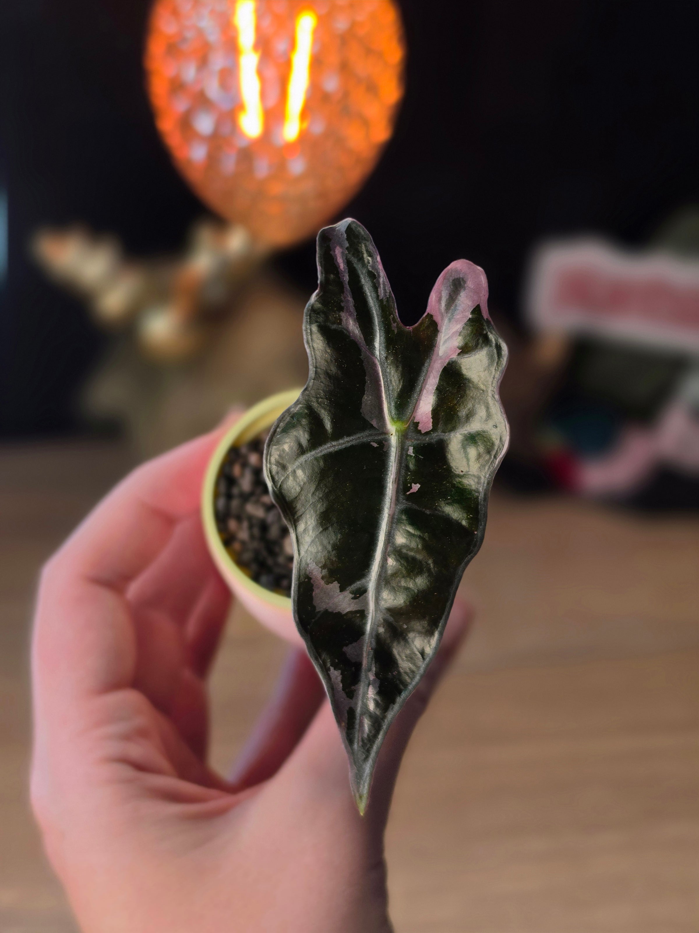 Alocasia Nobilis Pink | Rare Pink Variegated Collector Alocasia