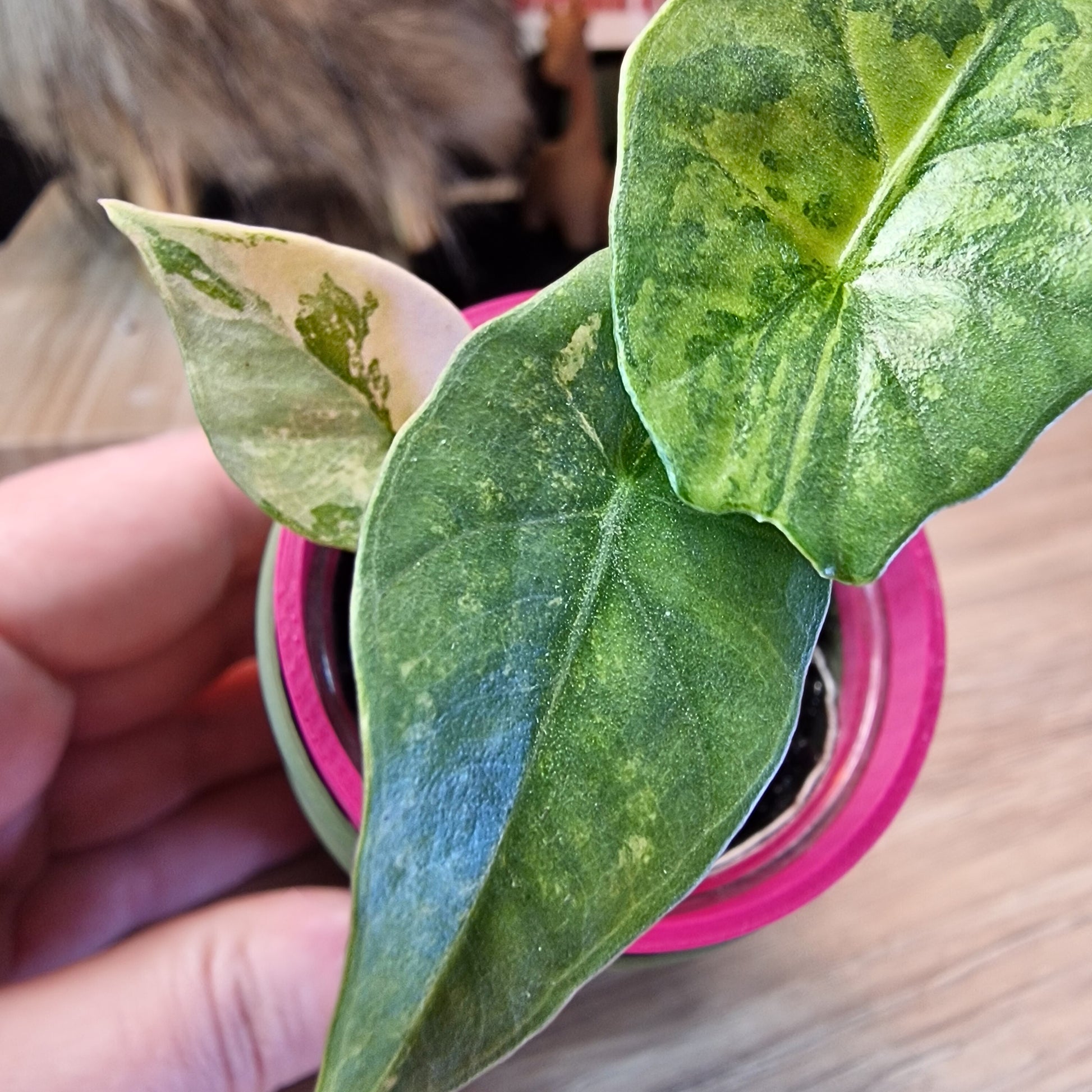 Alocasia Simpo aurea
