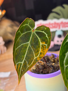 Anthurium (Red Crystallinum × Self) × Michelle | Variegated Cut Collector Plant