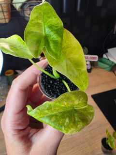 Alocasia Venusta Aurea | Rare Yellow Variegated Collector Alocasia
