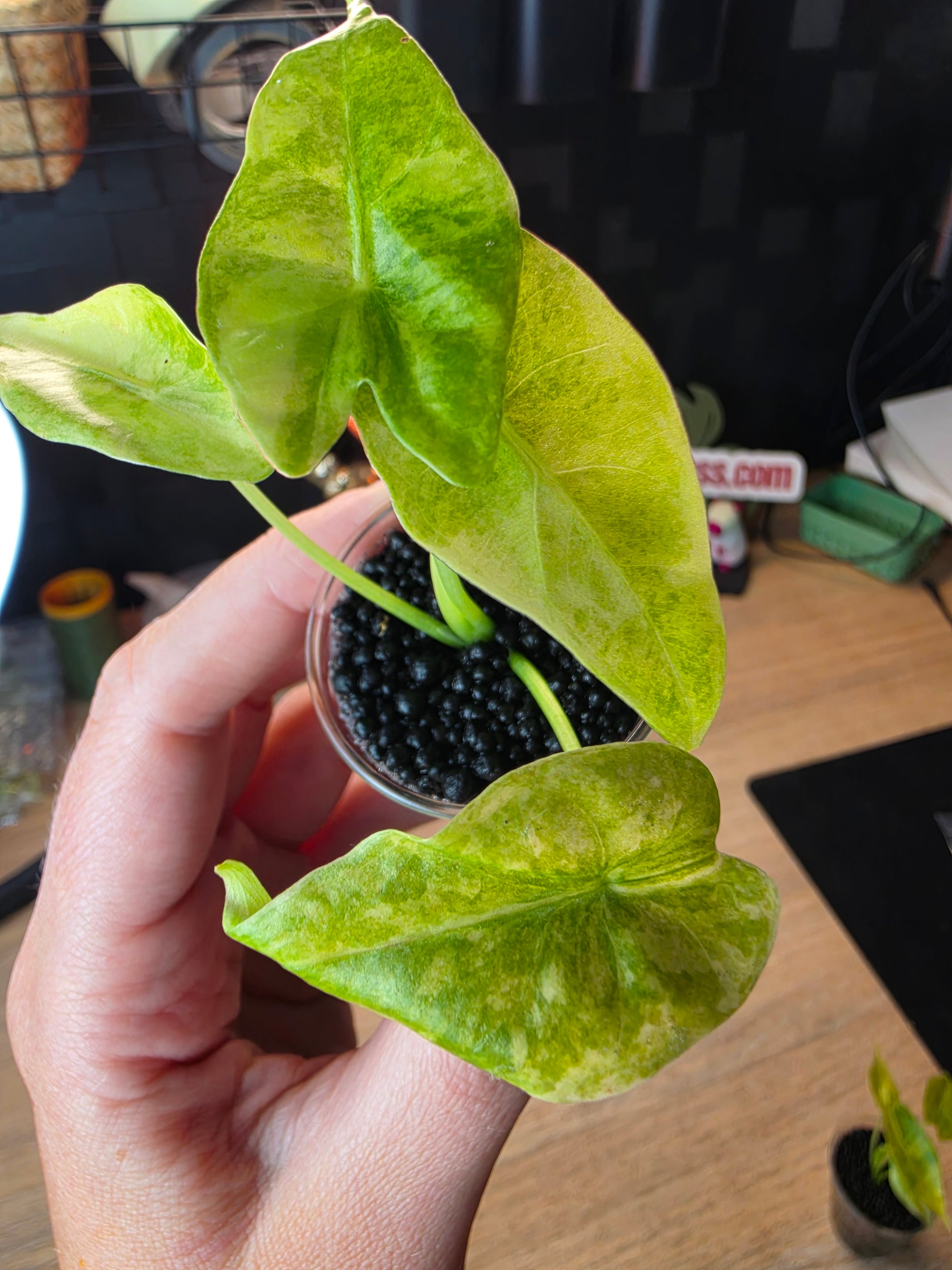 Alocasia Venusta Aurea | Rare Yellow Variegated Collector Alocasia