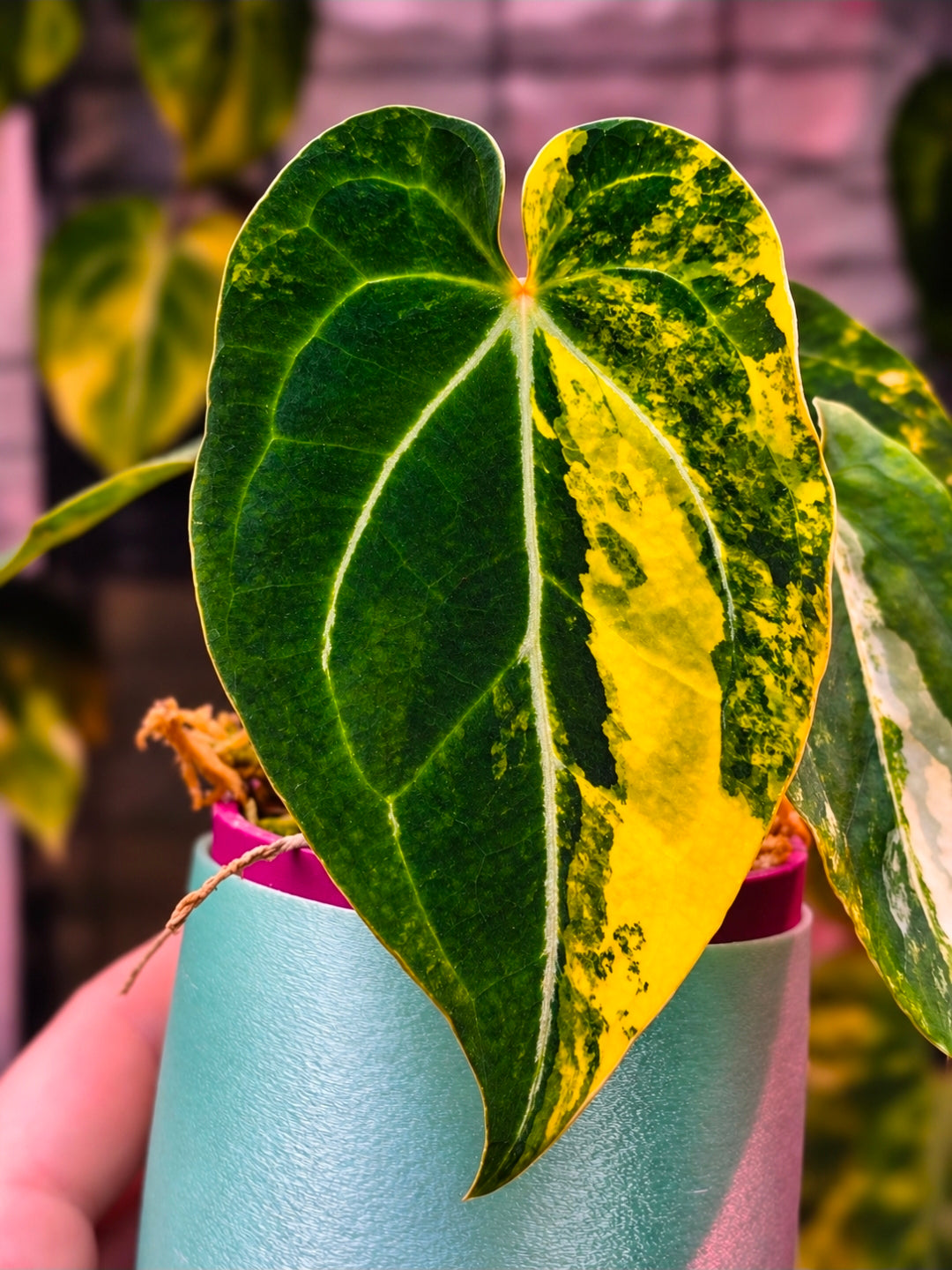 Anthurium papillilaminum 'LA05' × (forgetii × Ace of Spades DF)