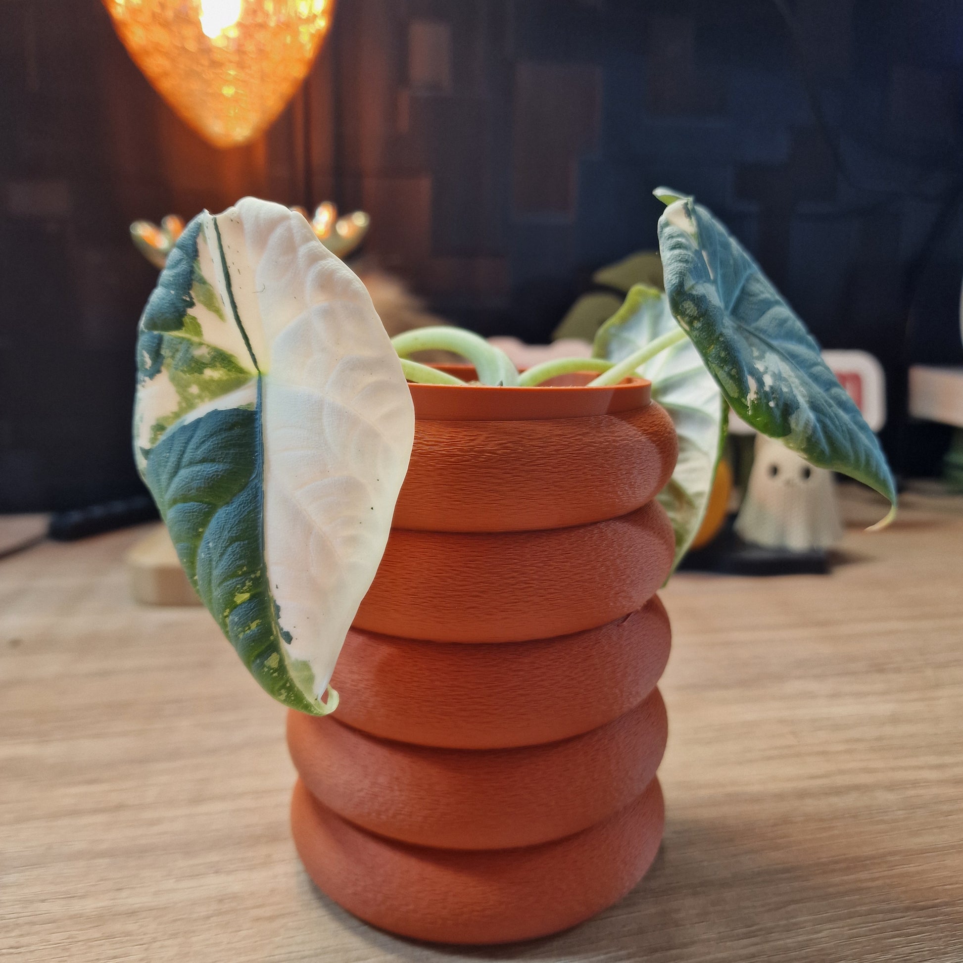 Maharani albo corms