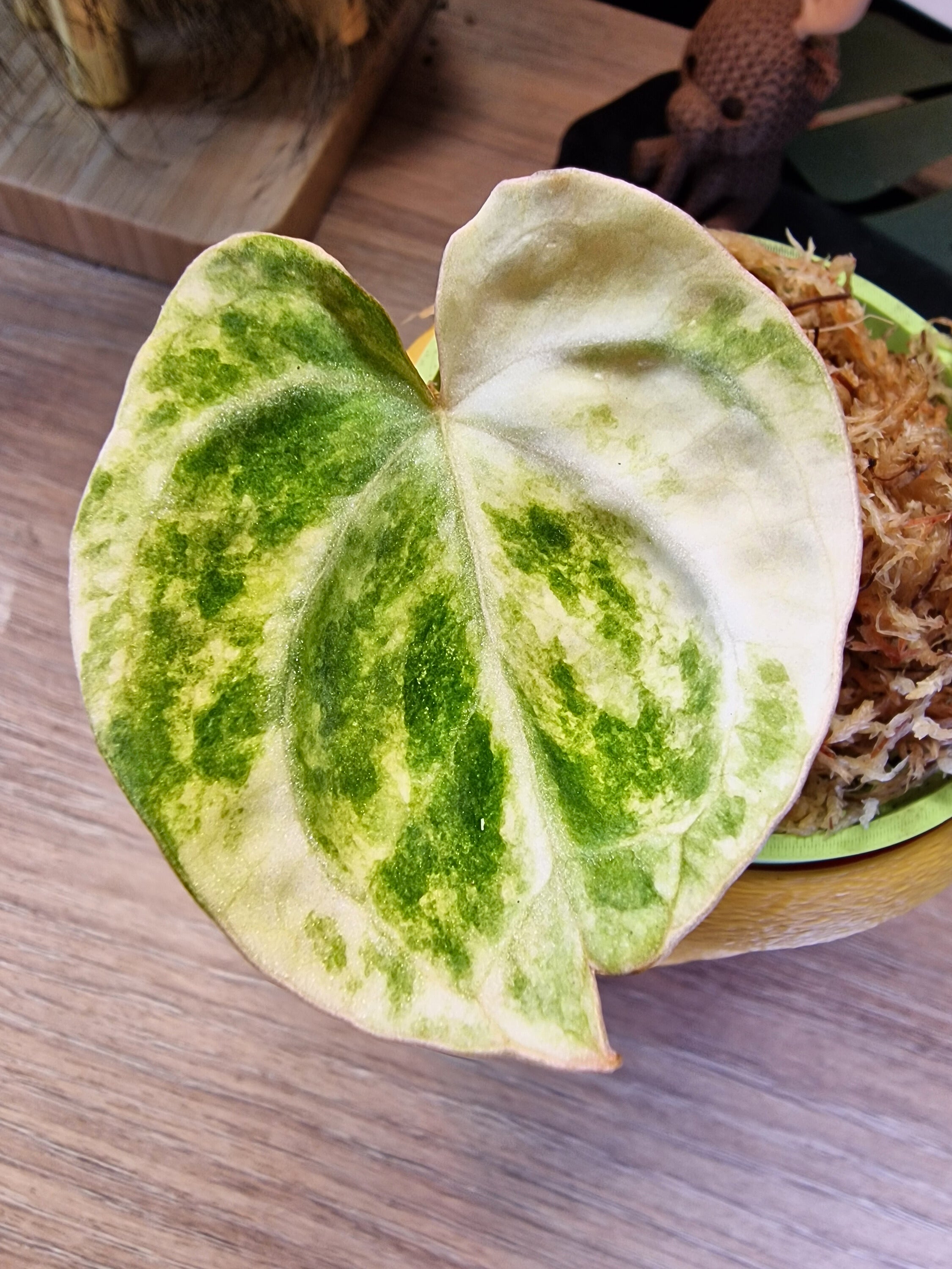 Anthurium (papi x crys) x (magnificumxforgetti)