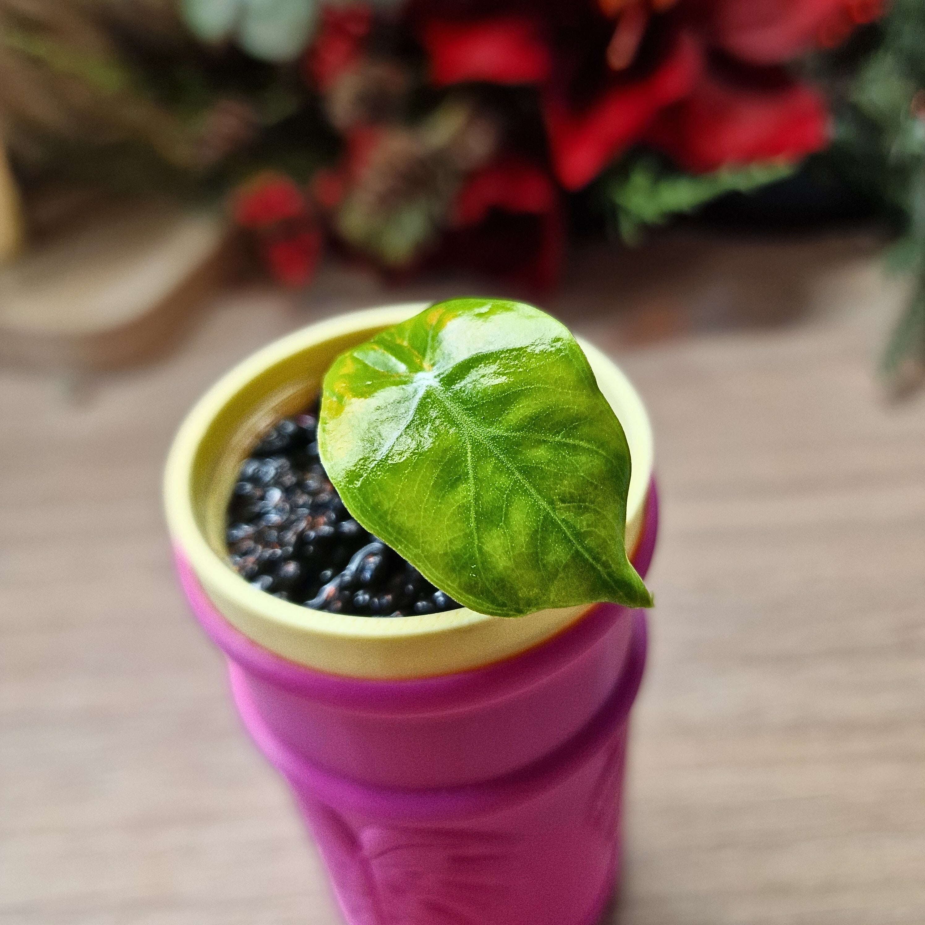 Alocasia Portodora aurea