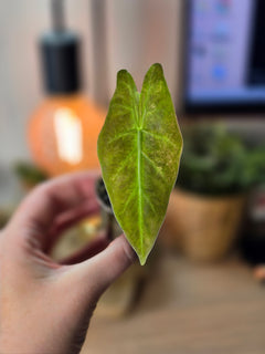 Alocasia Hybrid - Calidora × (Pink Dragon × Longiloba)
