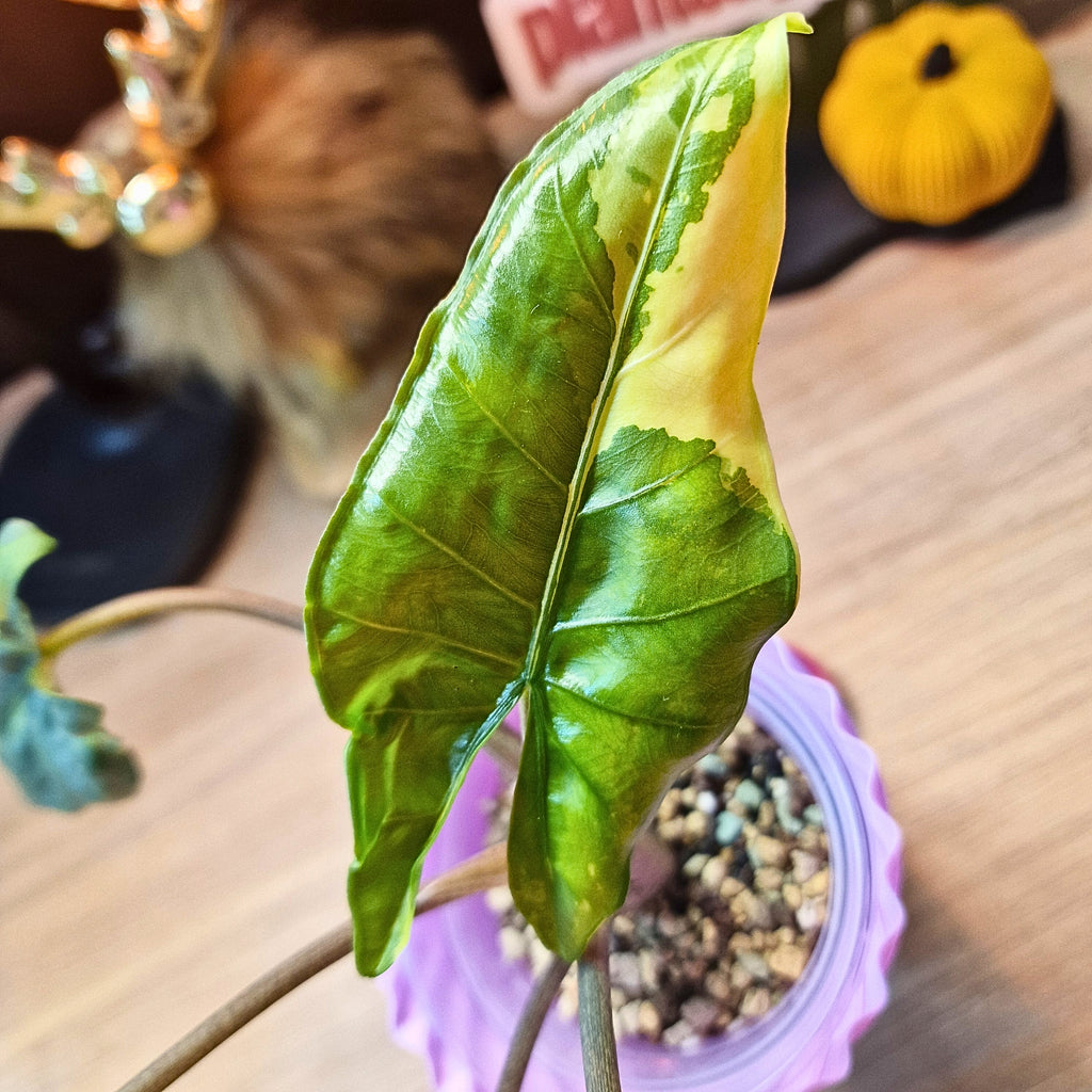 Alocasia Corazon aurea corm