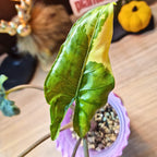 Alocasia Corazon aurea corm