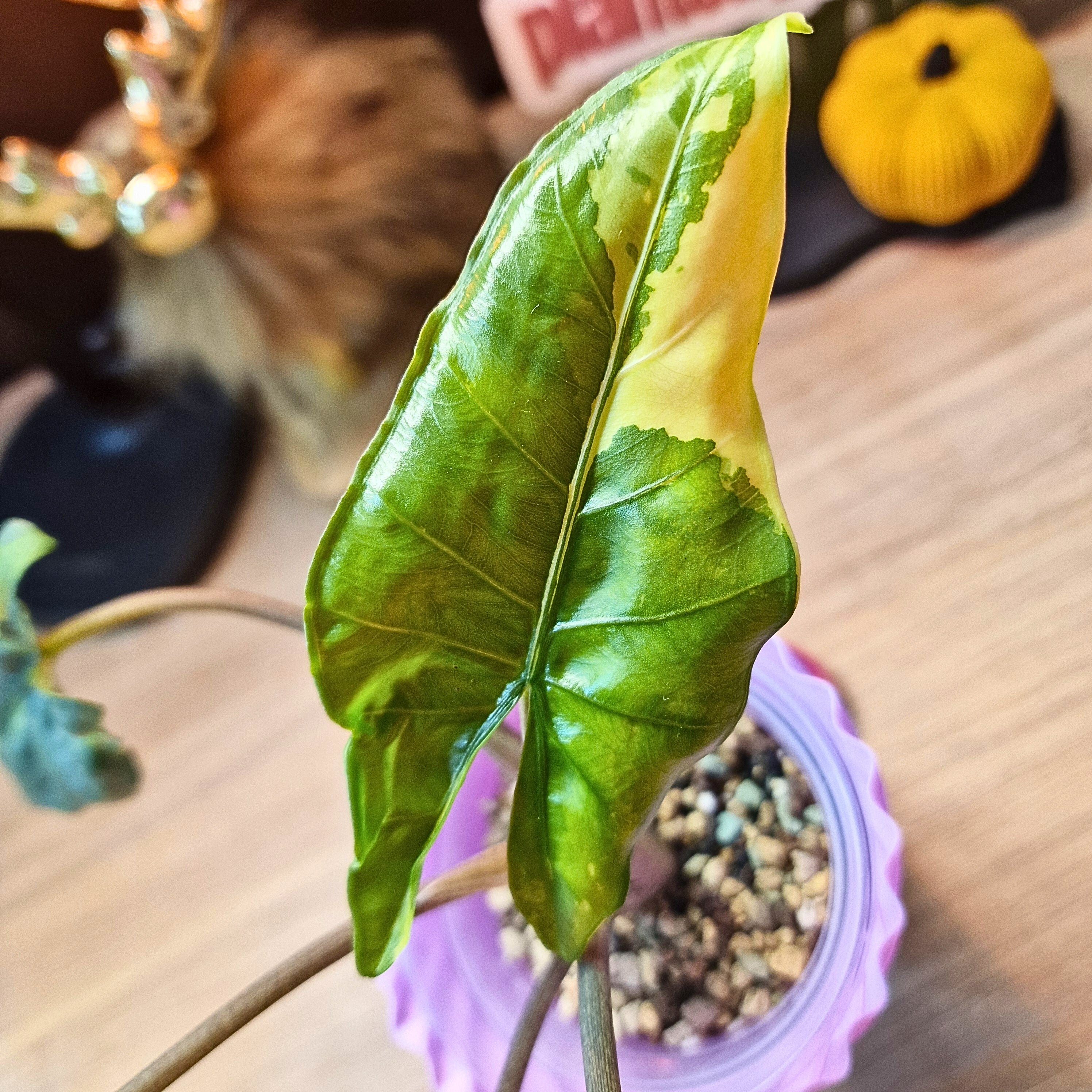 Alocasia Corazon aurea corm