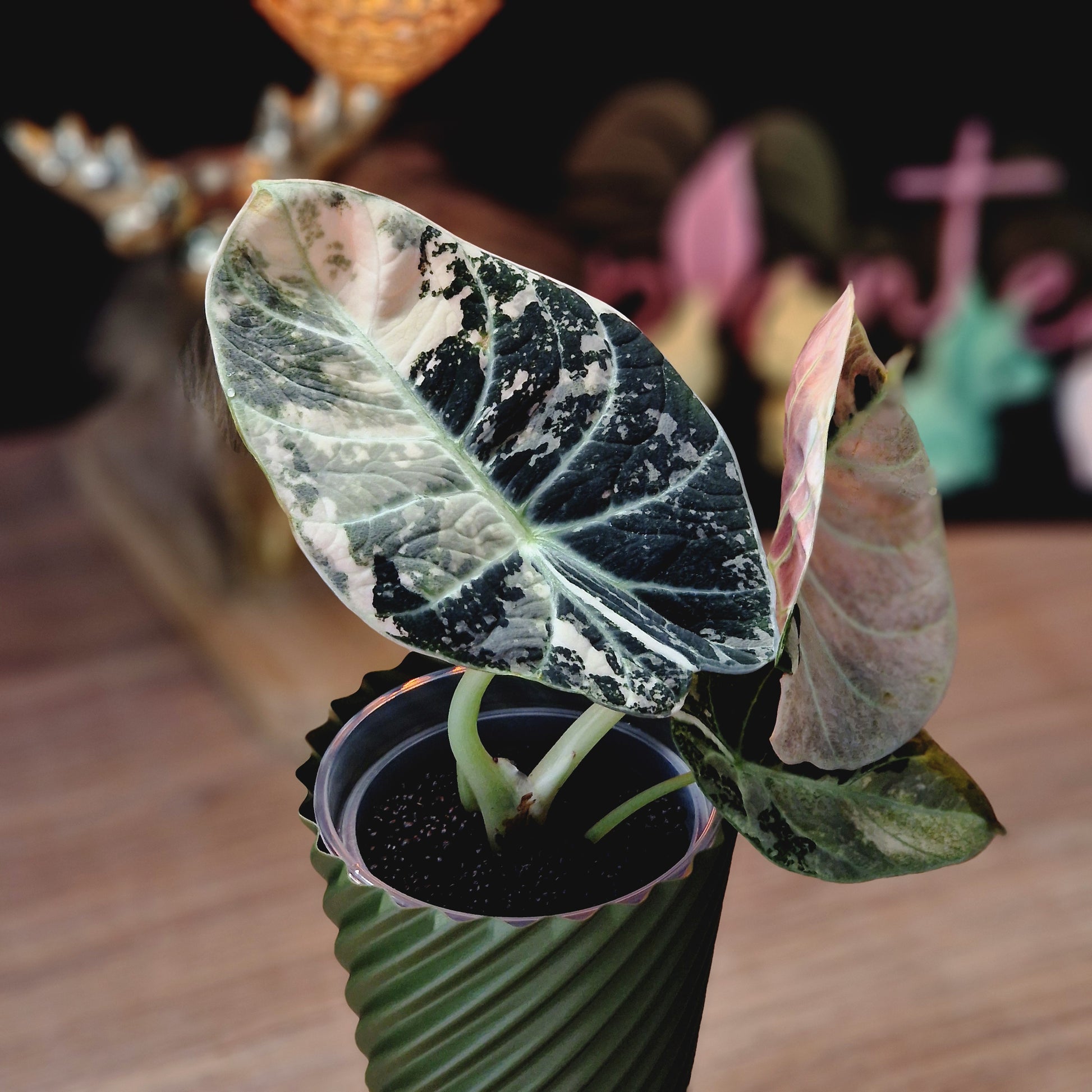 Alocasia Ninja Albo / Pink corm