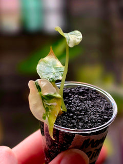 Alocasia Mandalay Pink Variegated | Rare Pink Alocasia Collector Plant