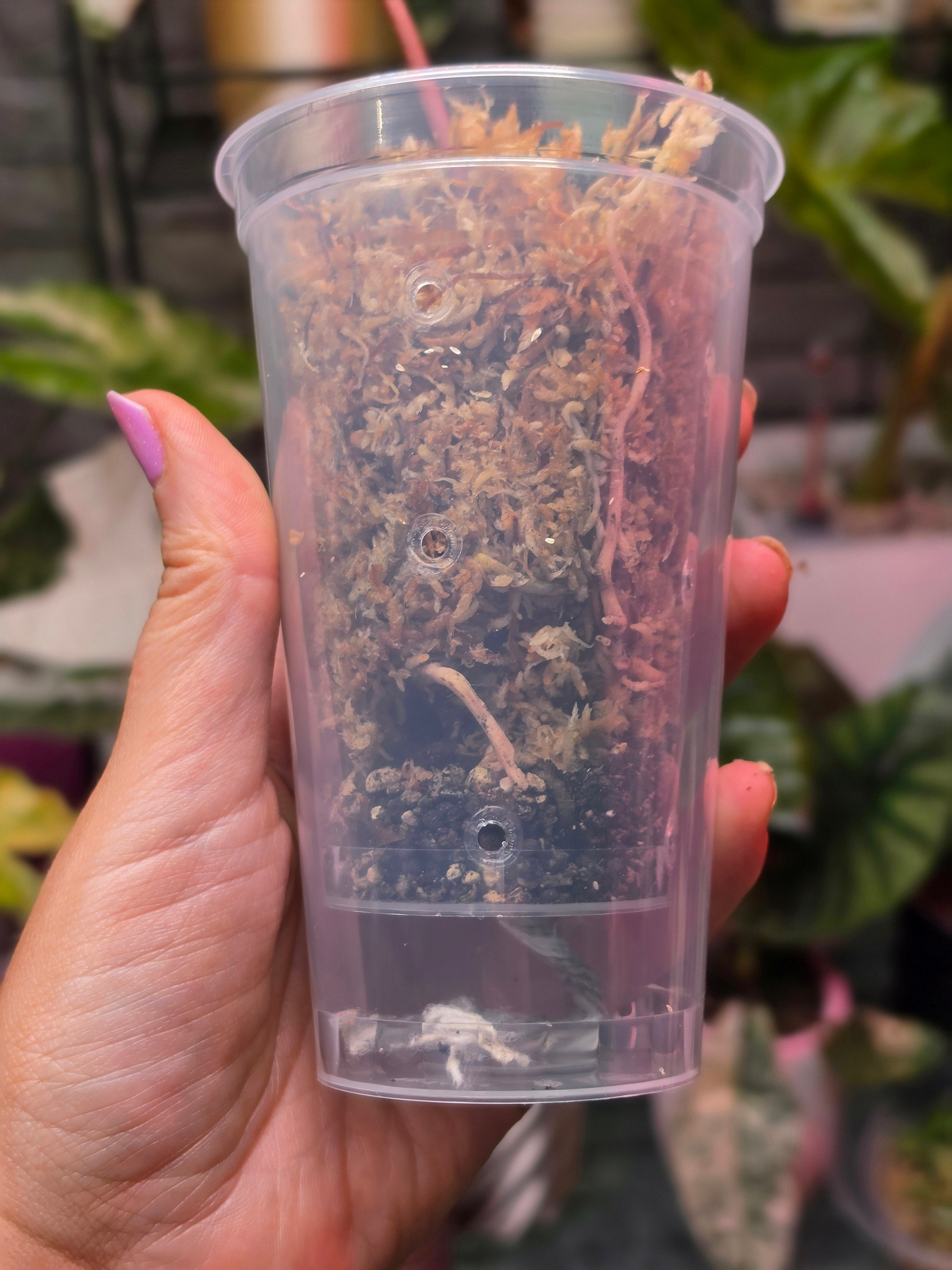 Anthurium (Red Crystallinum × Self) × Michelle | Variegated Top Cut Collector Plant