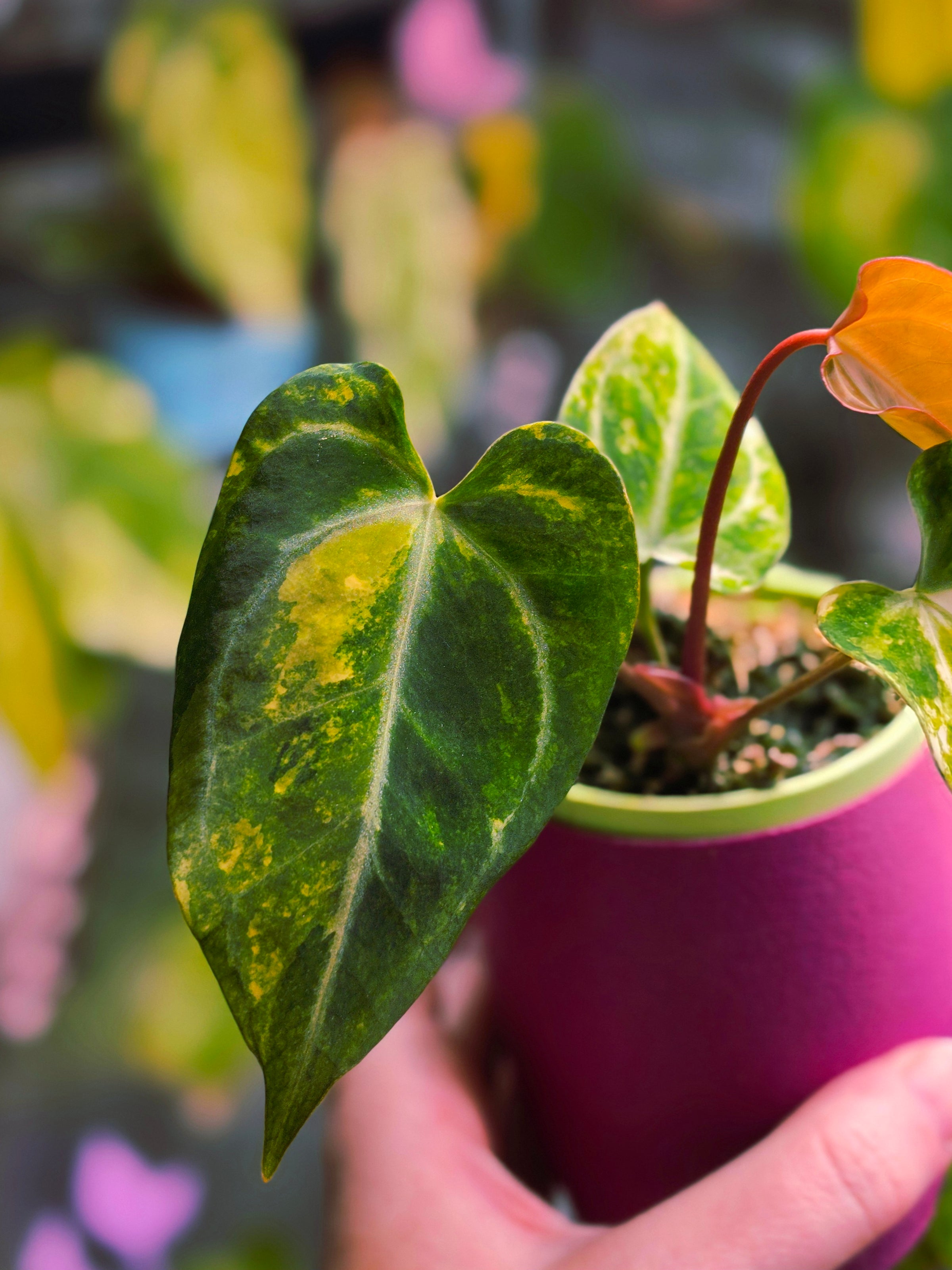 Anthurium (Papillilaminum × Crystallinum) × (Magnificum × Forgetii) | Dark Velvet Collector Hybrid