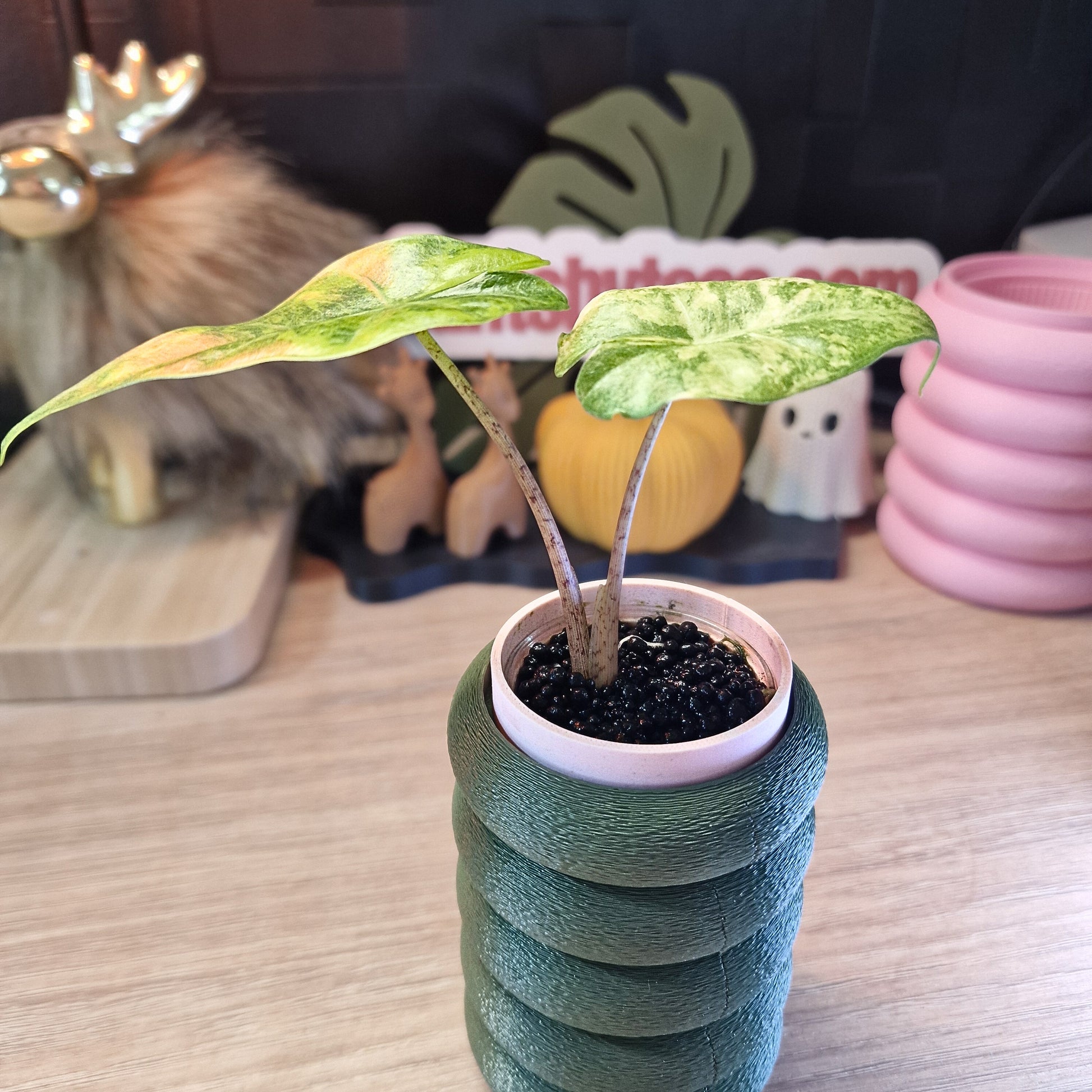 Alocasia Portora aurea