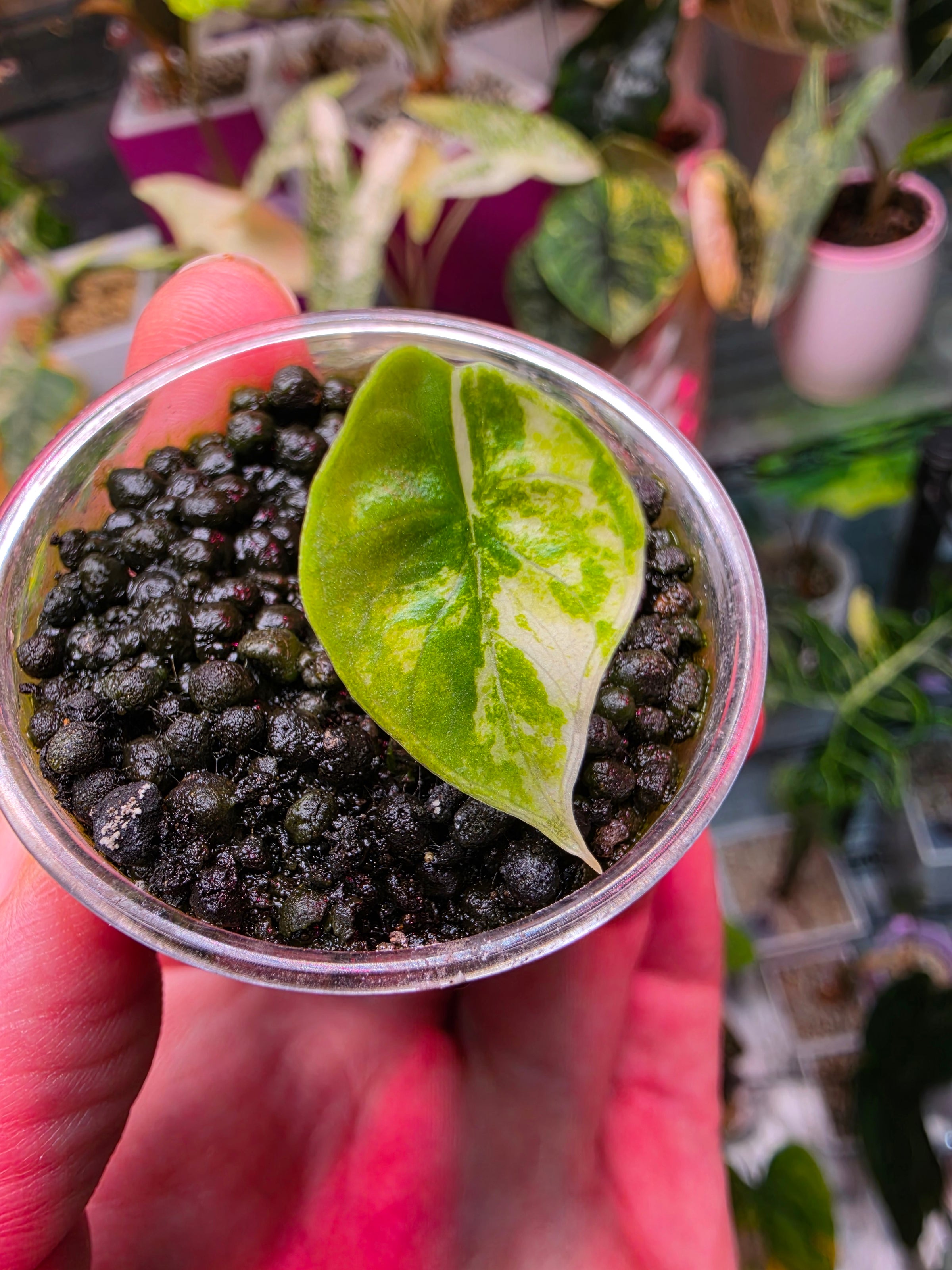 Alocasia Platinum Albo | Corm Grown Variegated Collector Alocasia