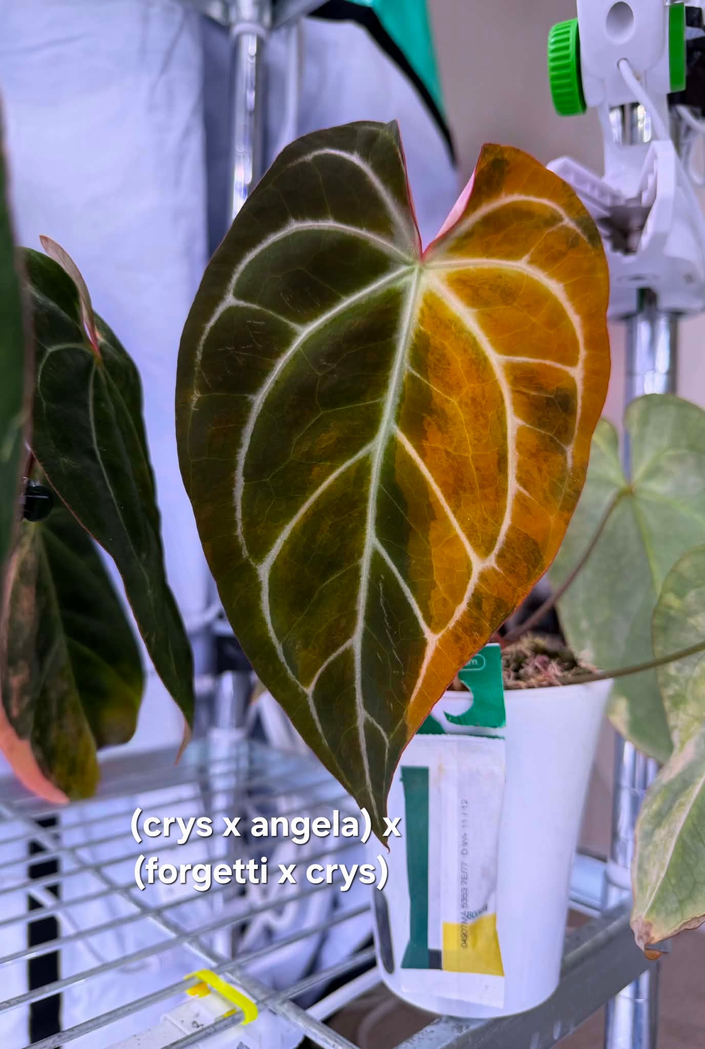 Anthurium (Crystallinum x Angela) x (Forgetii x Crystallinum) Clone | Velvet Collector Hybrid