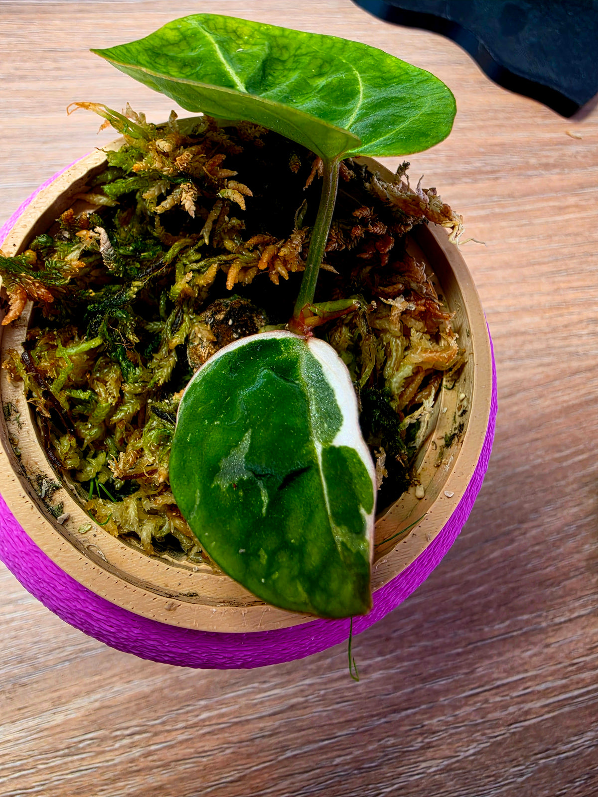 Anthurium Eclipse Rose | Clone of Rose, 2 Leaves — Rare in Europe
