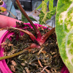 Anthurium (Red Crystallinum × Self) × Michelle | Variegated Top Cut Collector Plant