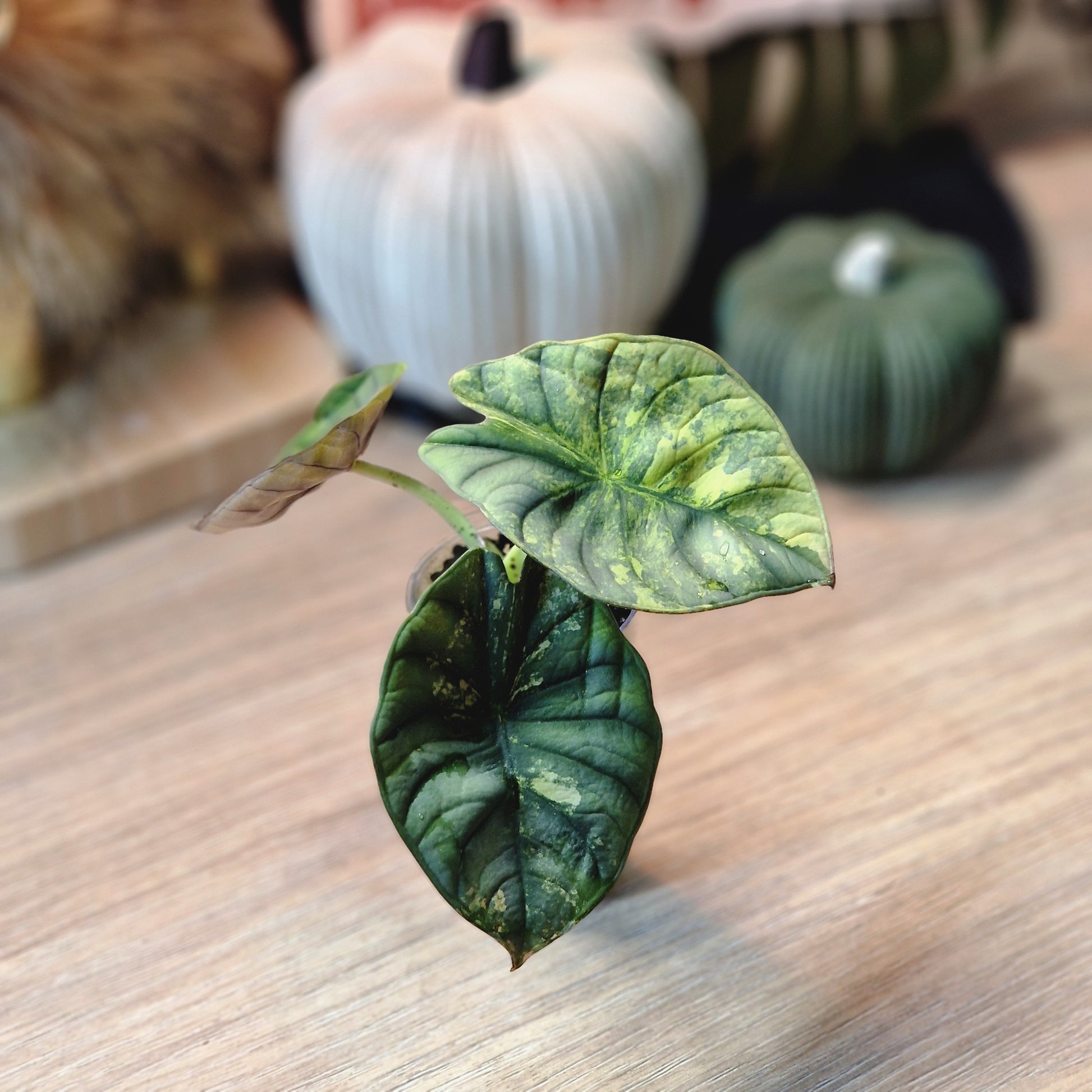 Alocasia Nebula aurea
