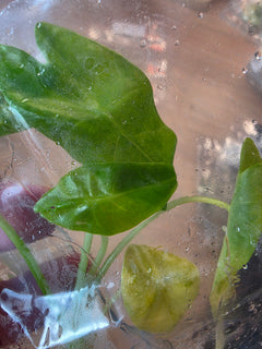 Alocasia Venusta Aurea TC in Bag | Rare Yellow Variegated Alocasia