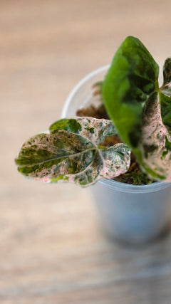 Anthurium Hot Barbie | High-Variegation Pink Collector Clone
