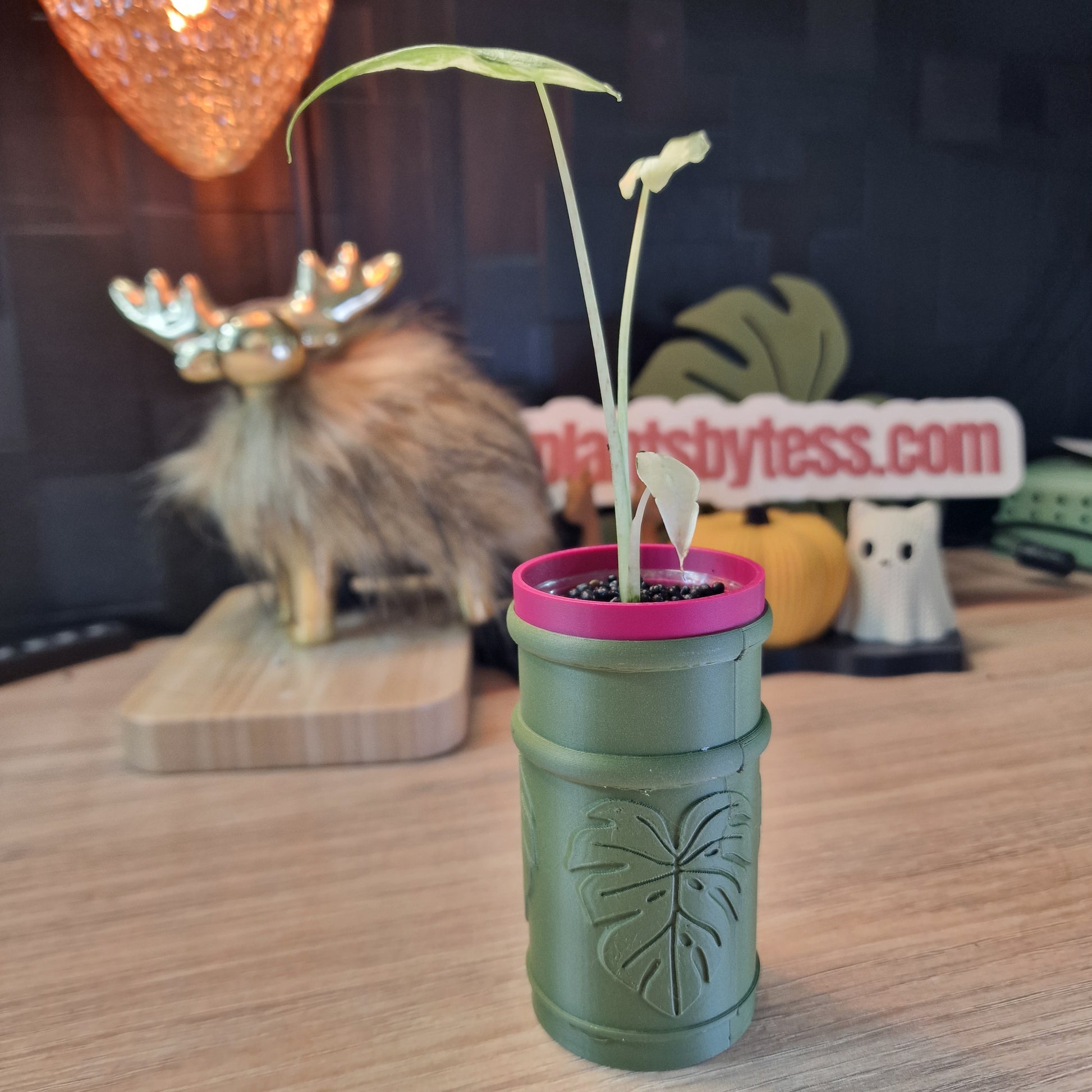 Alocasia Sarian albo