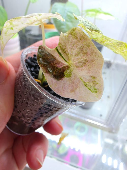 Alocasia 'Golden Bone' Pink Mint