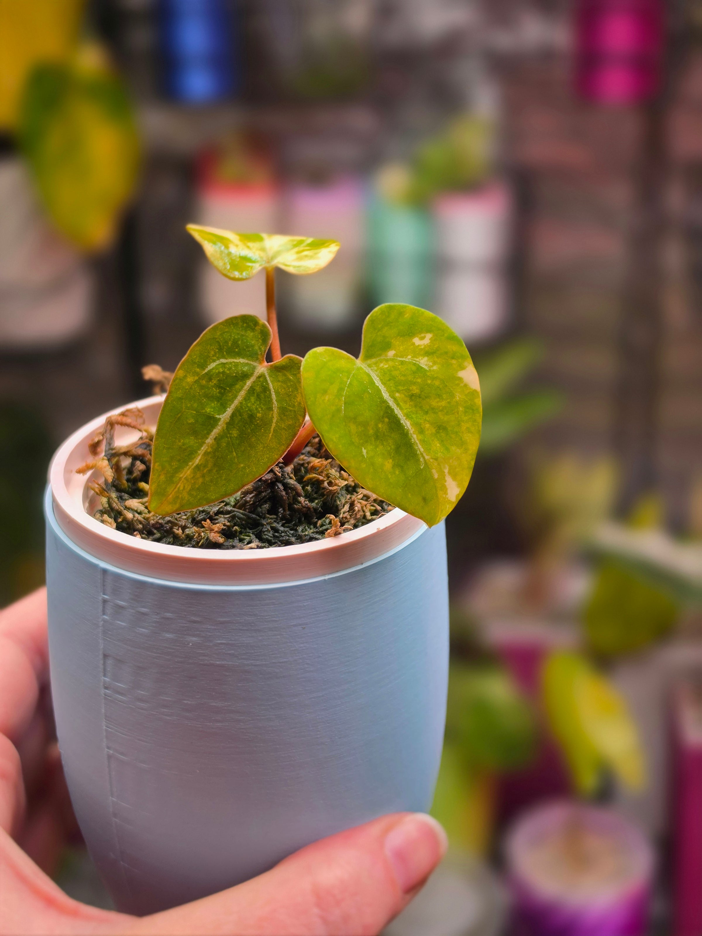 Anthurium (Magnificum × Magnificum) × Papillilaminum | Large Leaf Velvet Hybrid
