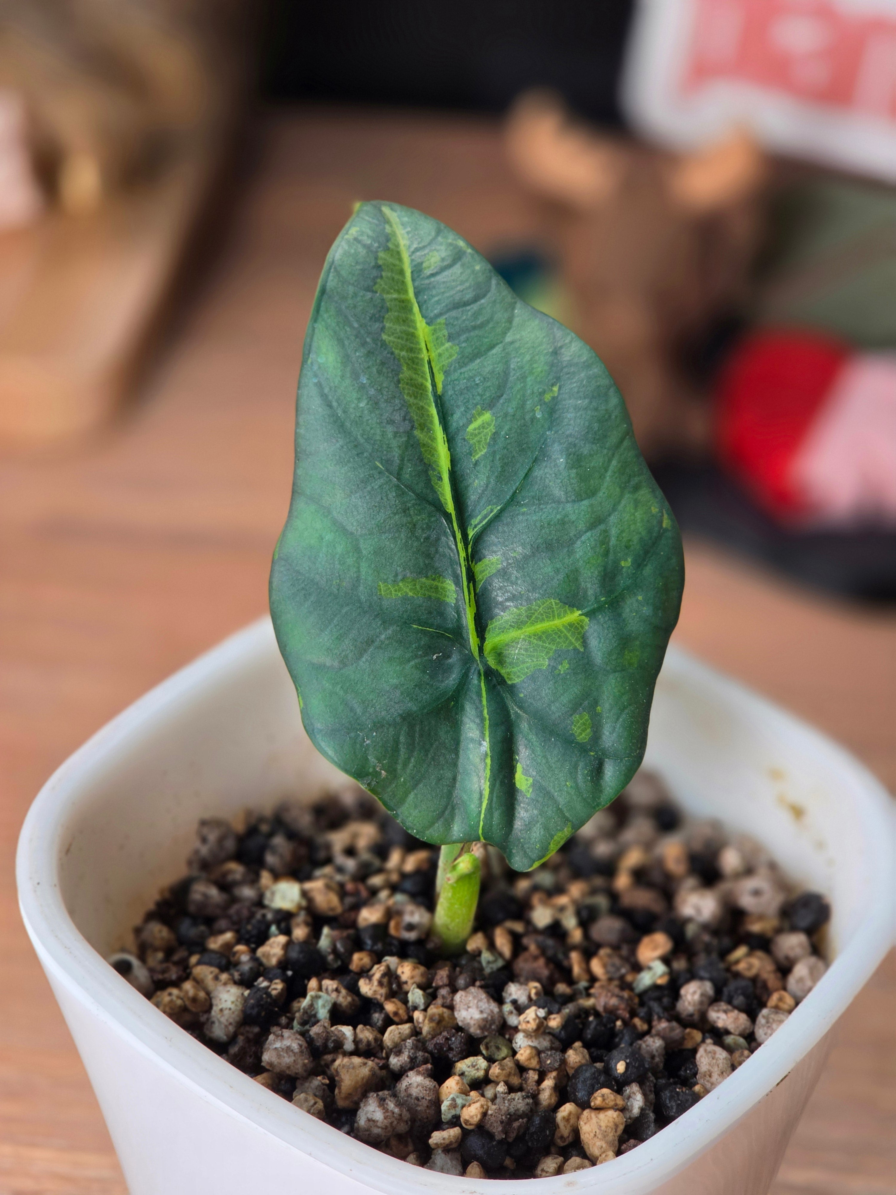 アロカシア シンタング ネオンバリエガータ Alocasia Sintang Neon – Plant.ess