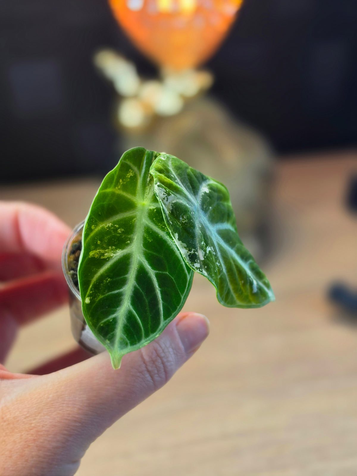 Alocasia 'Ninja' Albo