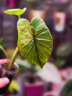 Alocasia Serendipity Gold Variegated | Rare Collector Alocasia Plant #1