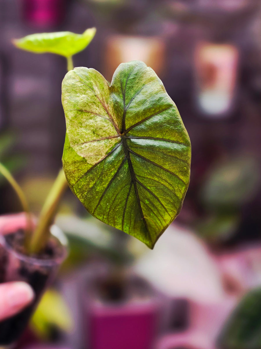 Alocasia Serendipity Gold Variegated | Rare Collector Alocasia Plant #1