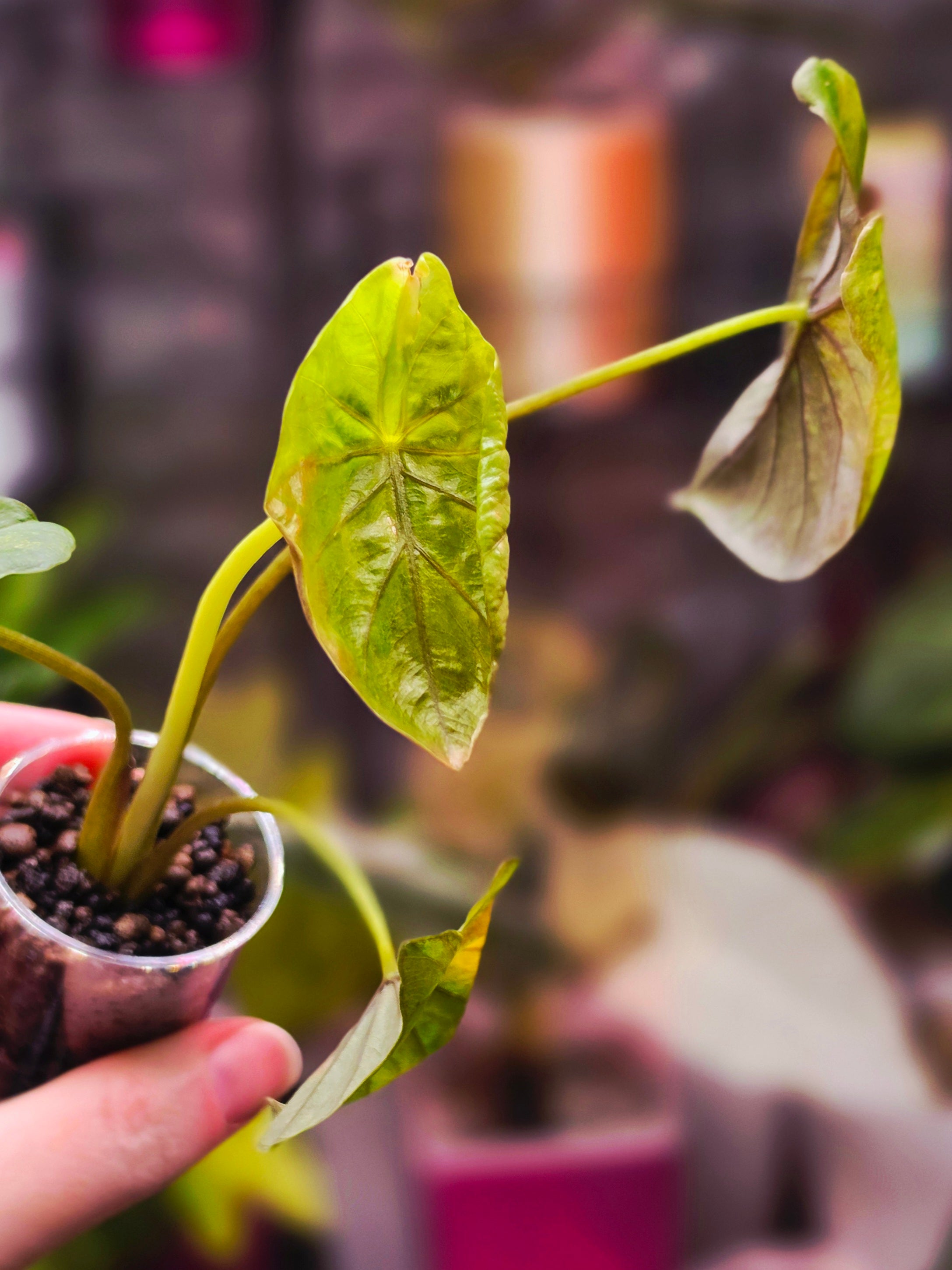 Alocasia Serendipity Gold Variegated | Rare Collector Alocasia Plant #1