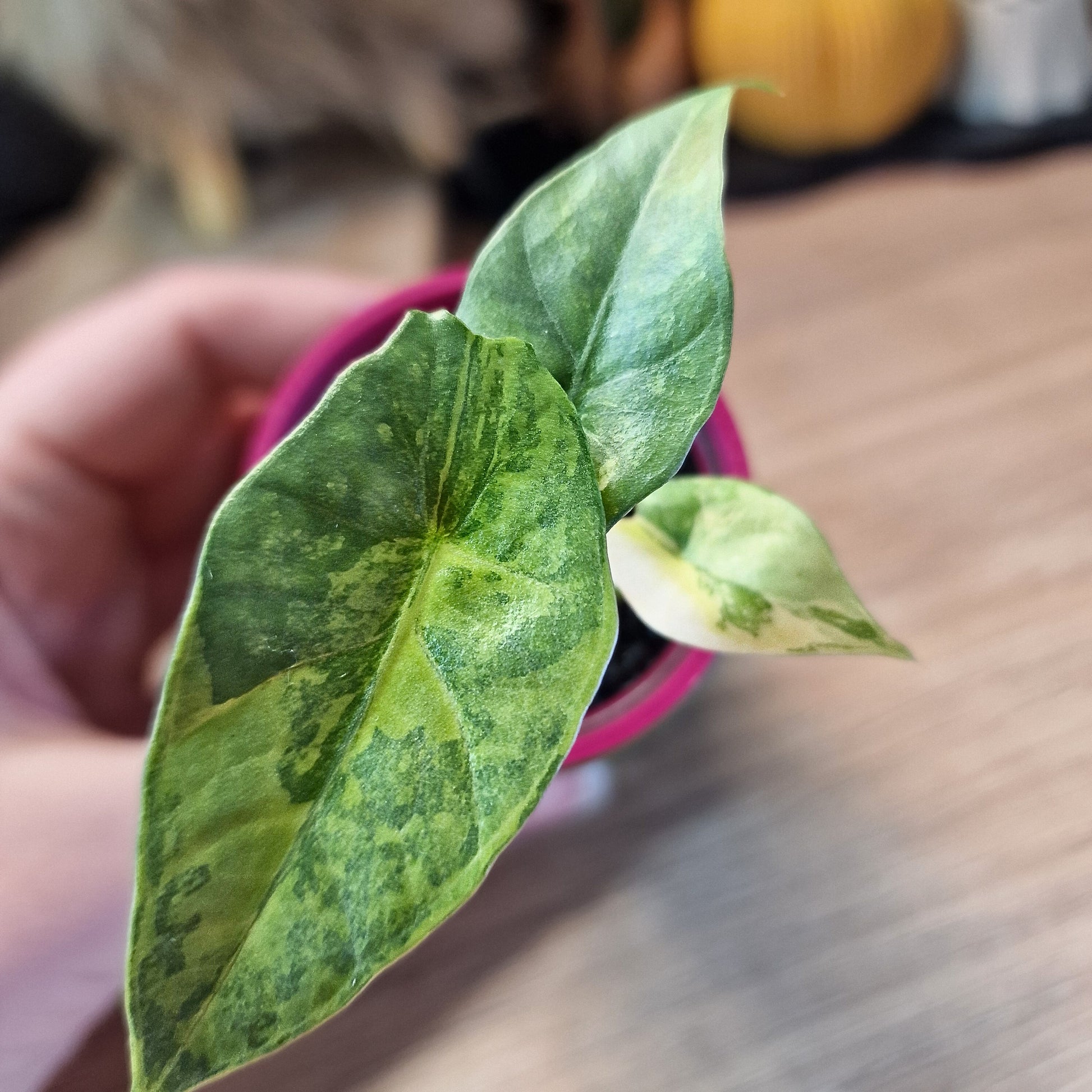 Alocasia Simpo aurea