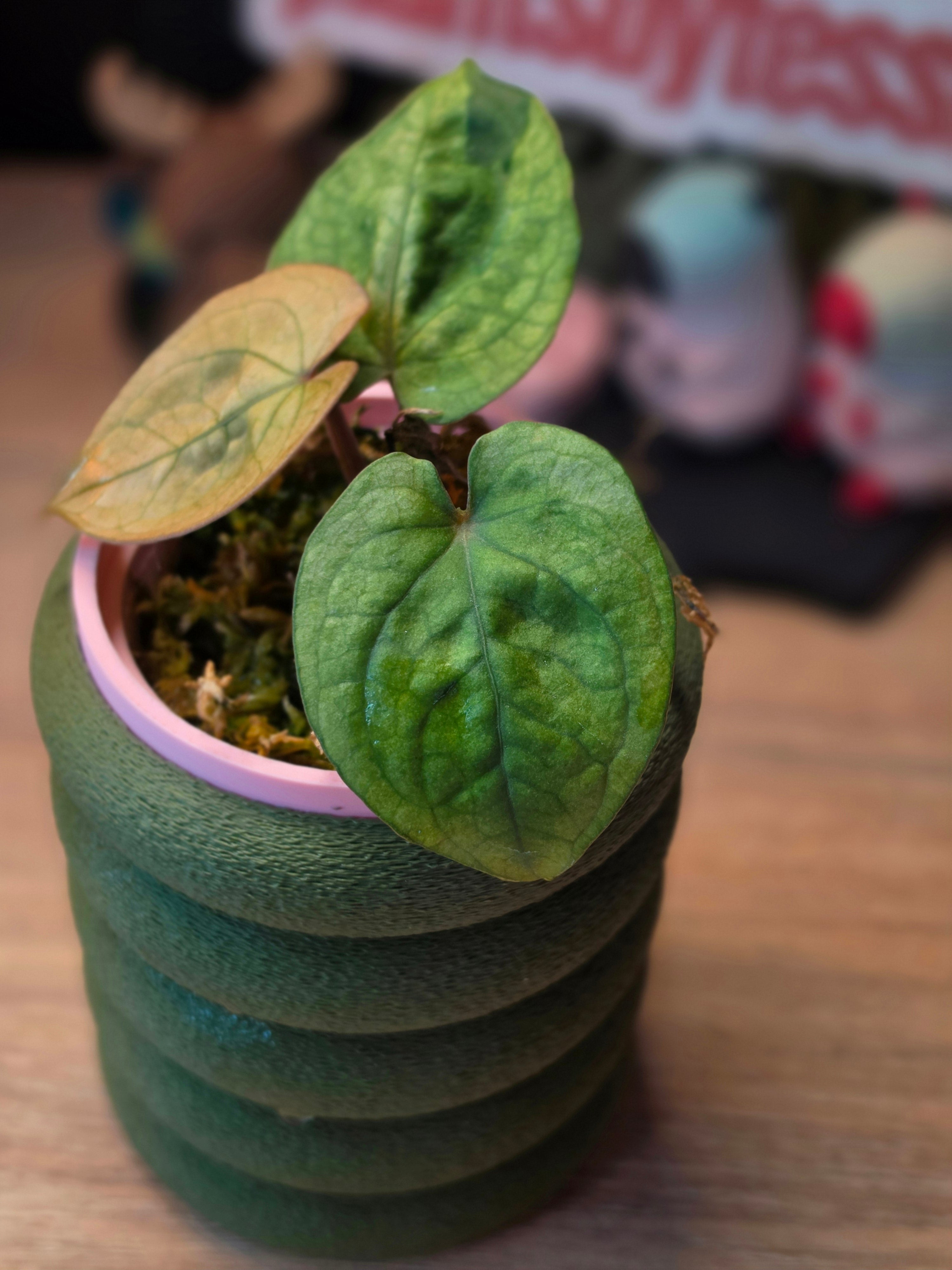 Anthurium Luxurians × Forgetii | Velvet Hybrid