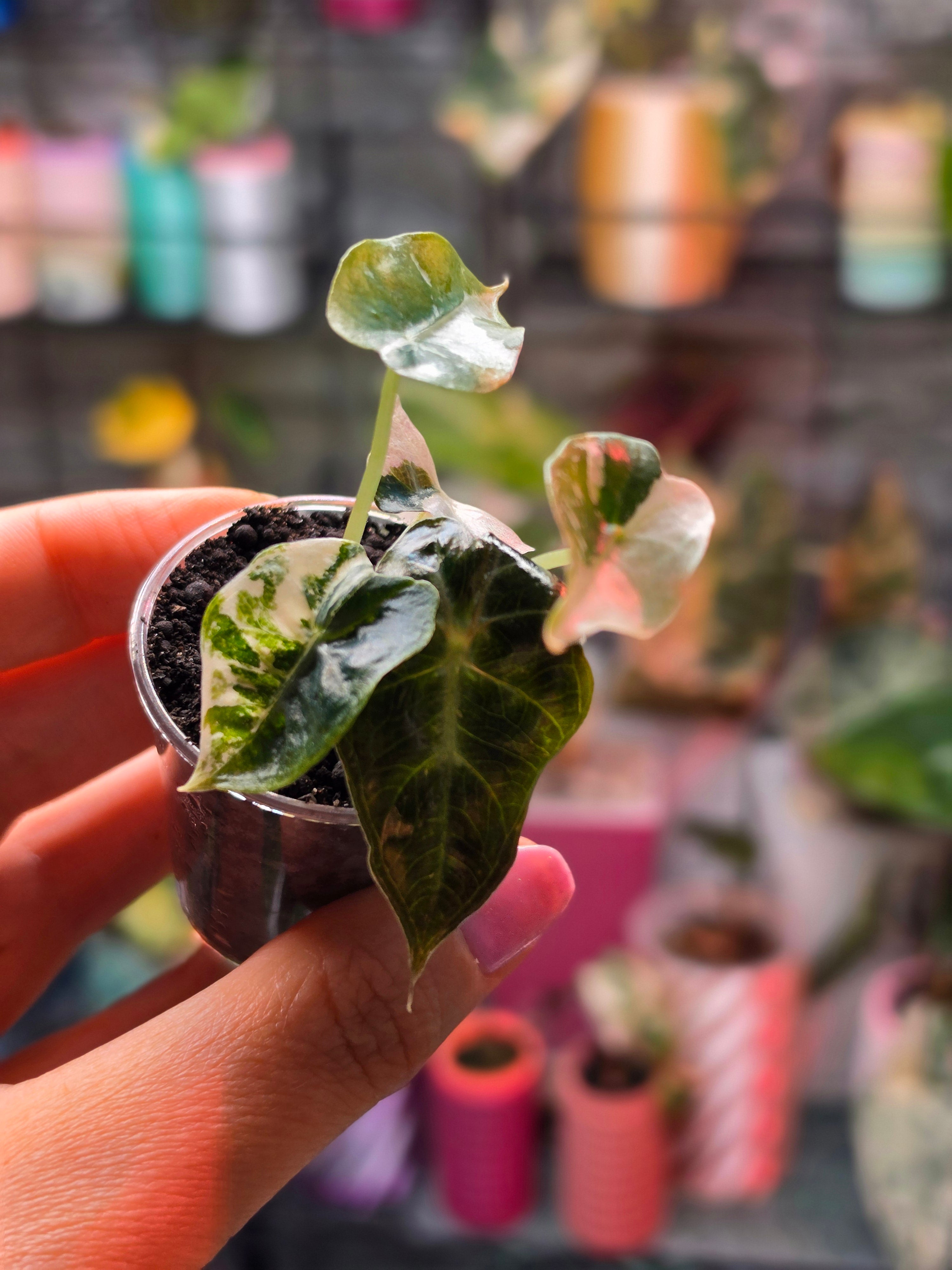Alocasia Mandalay Pink Variegated | Rare Pink Alocasia Collector Plant