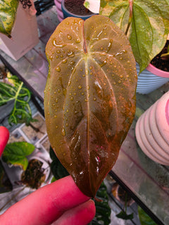 Anthurium 'Guna Yala' × RVDP (Variegated)